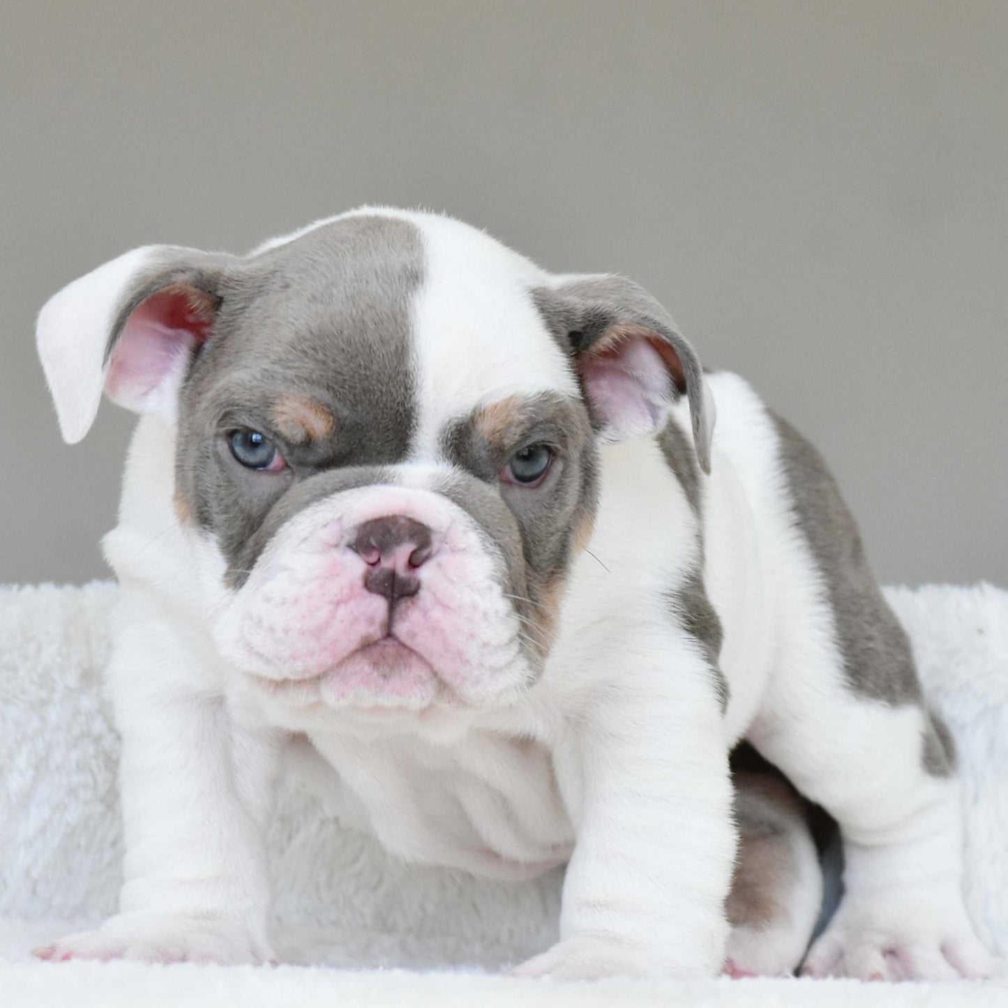 KASH (Boy) - WB English Bulldogs