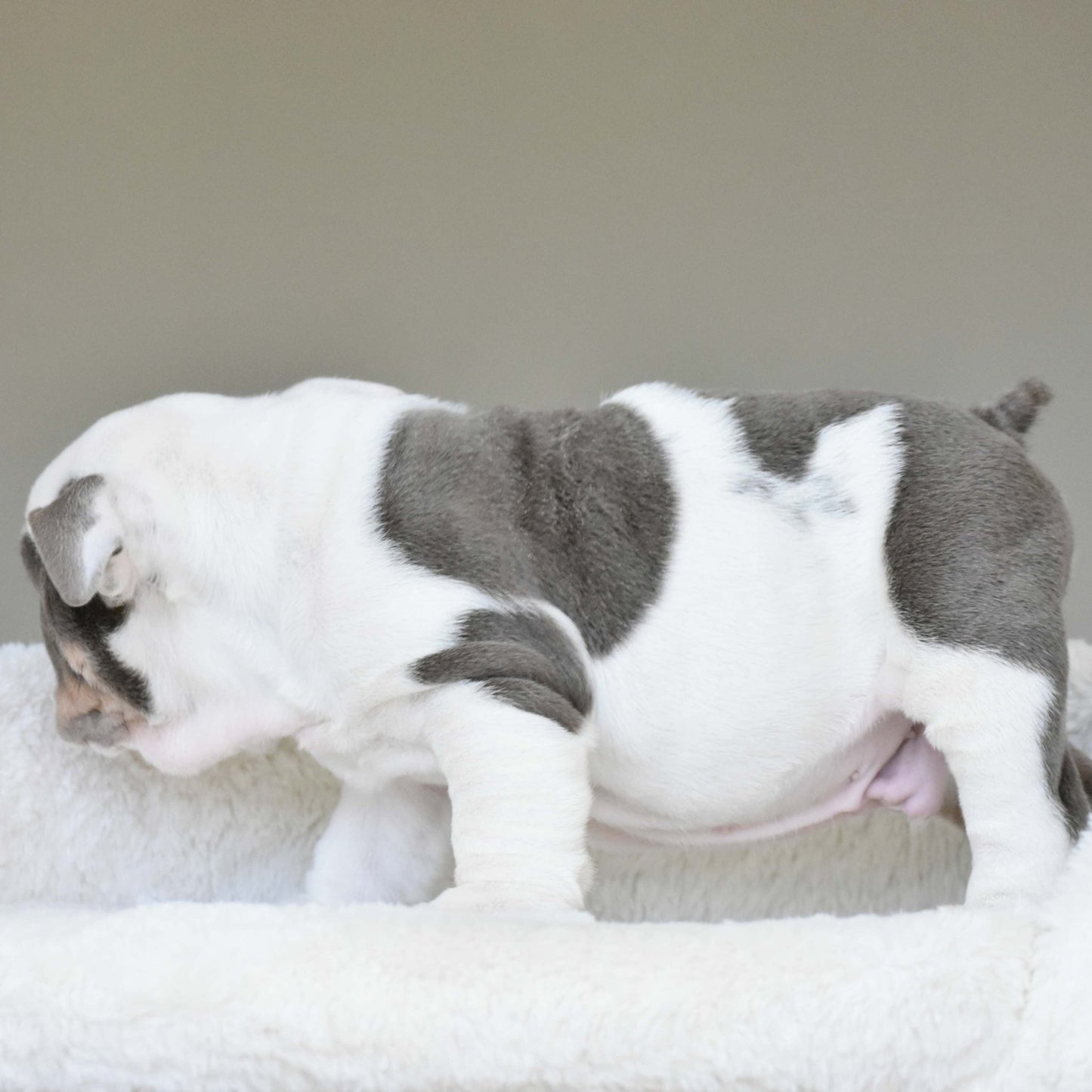 KASH (Boy) - WB English Bulldogs