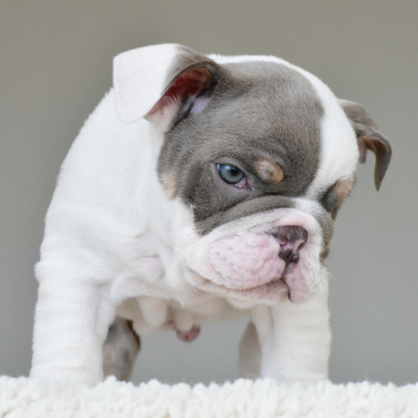 KASH (Boy) - WB English Bulldogs