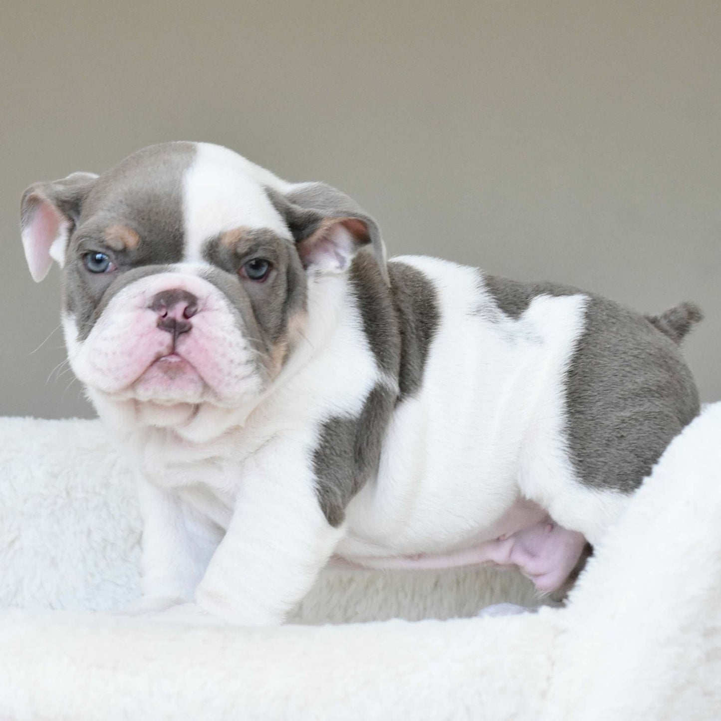 KASH (Boy) - WB English Bulldogs