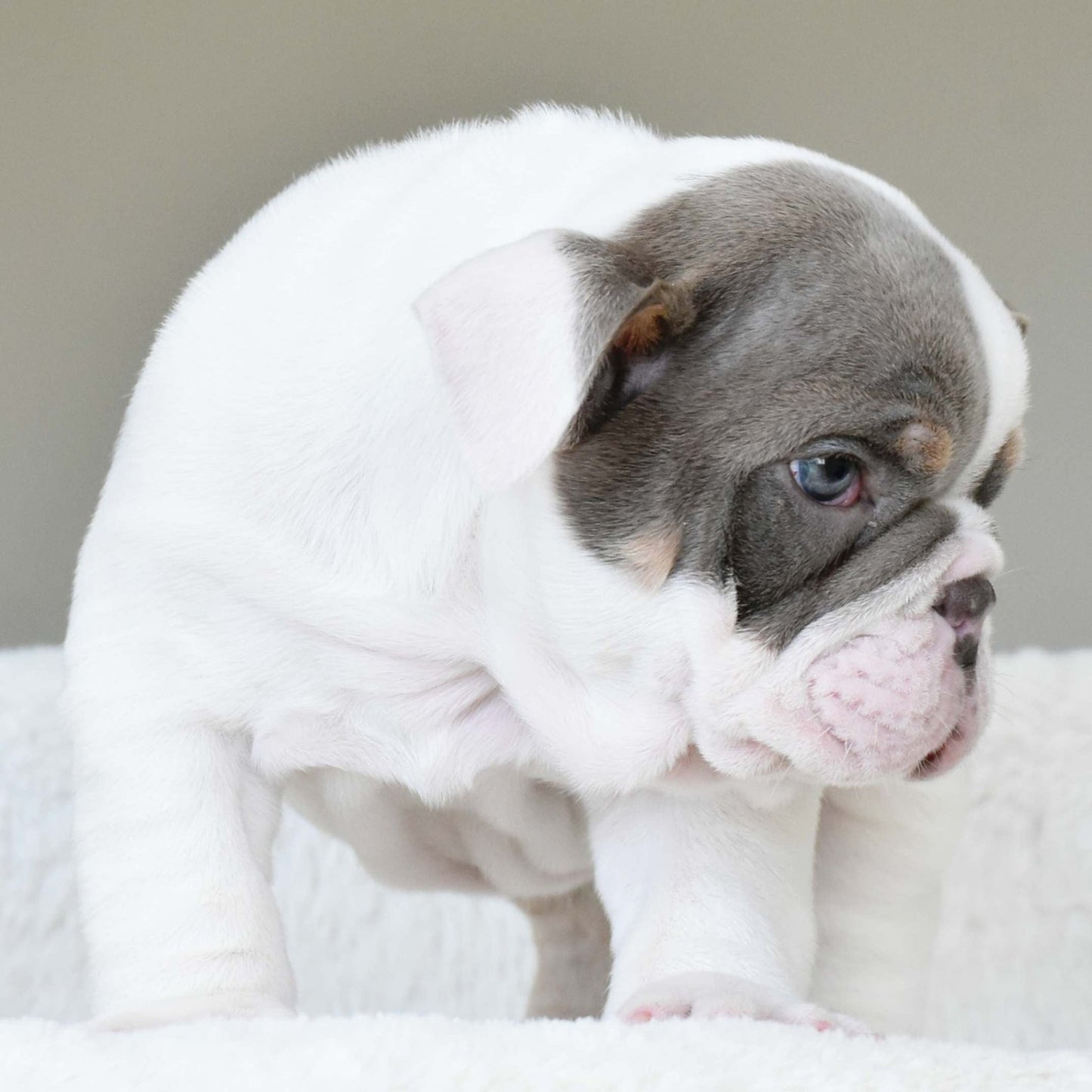 KASH (Boy) - WB English Bulldogs