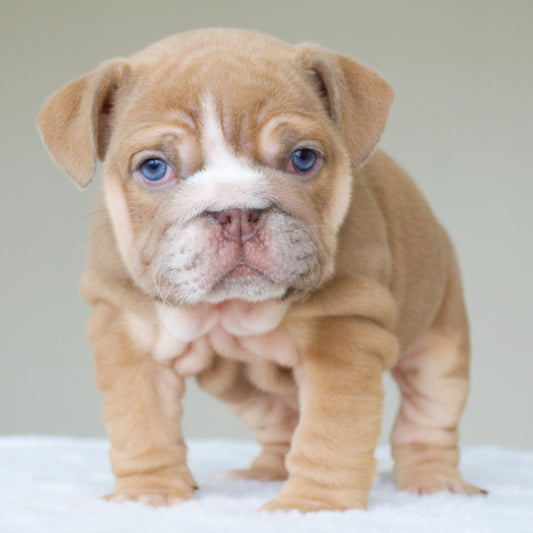 LEAH (Girl) - WB English Bulldogs