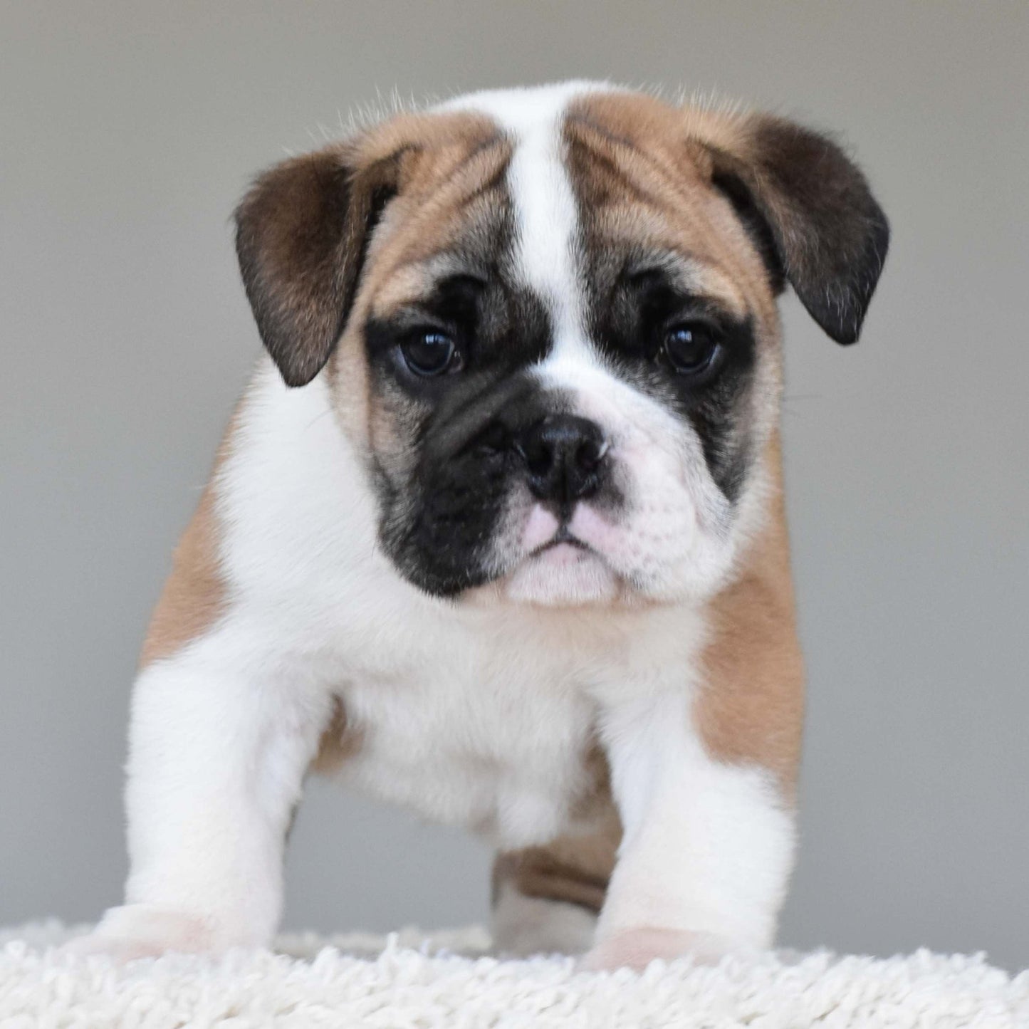 LENNOX (Boy) - WB English Bulldogs