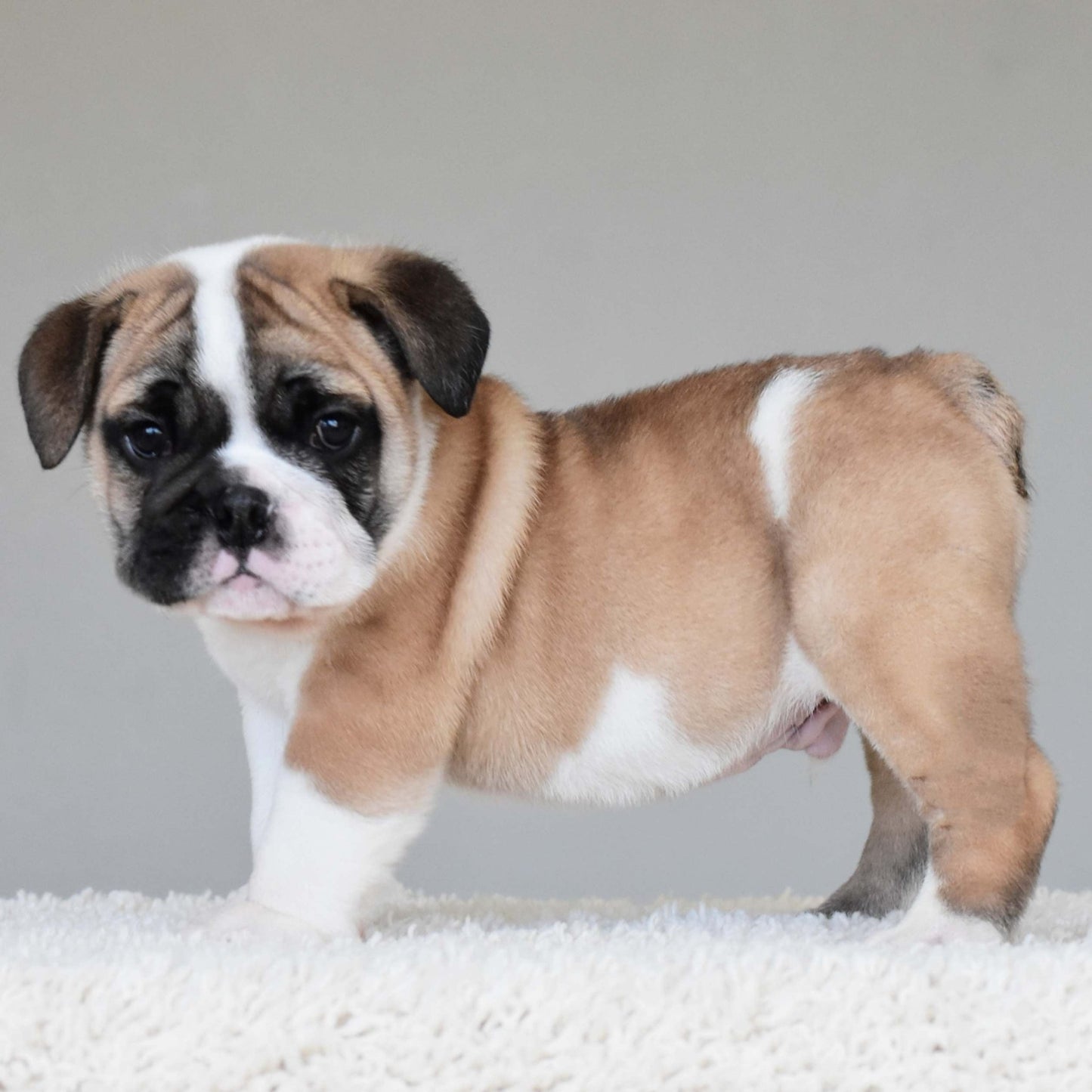 LENNOX (Boy) - WB English Bulldogs