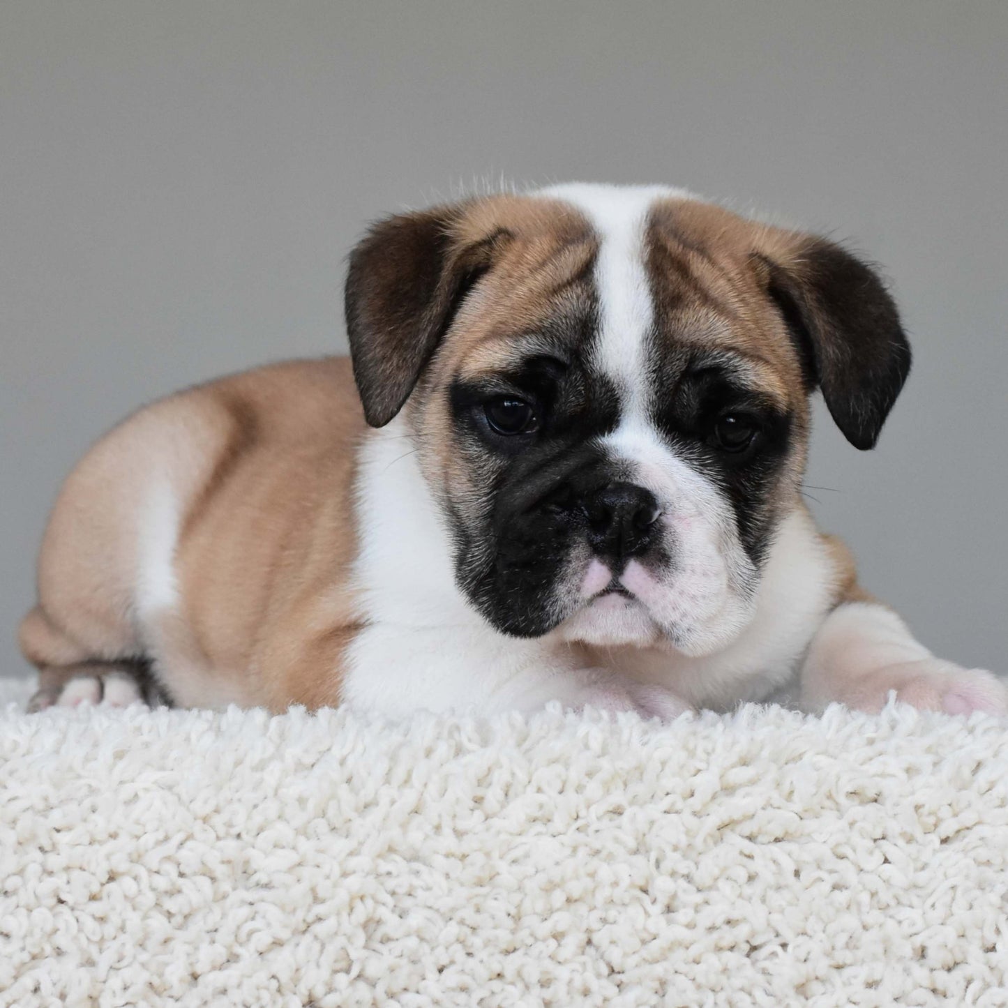 LENNOX (Boy) - WB English Bulldogs