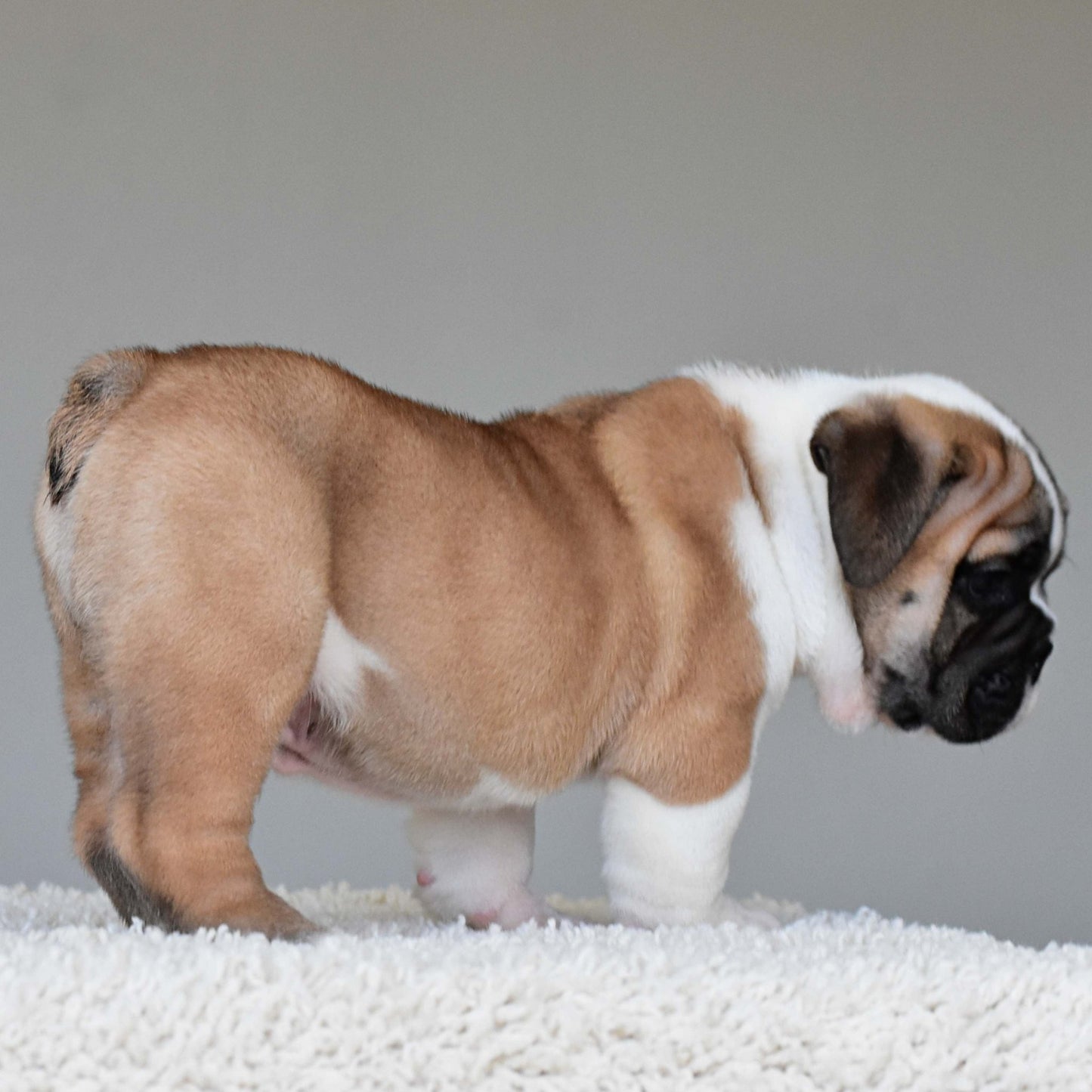 LENNOX (Boy) - WB English Bulldogs