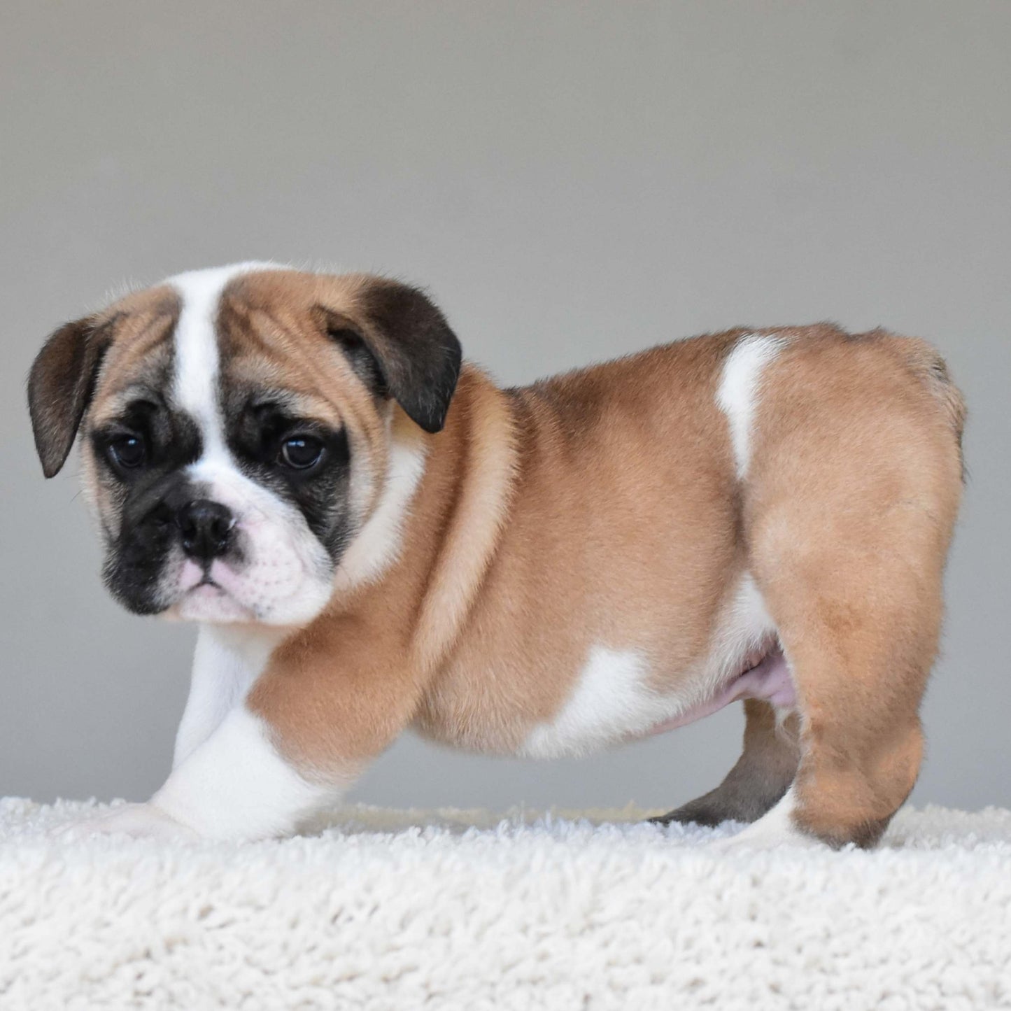 LENNOX (Boy) - WB English Bulldogs