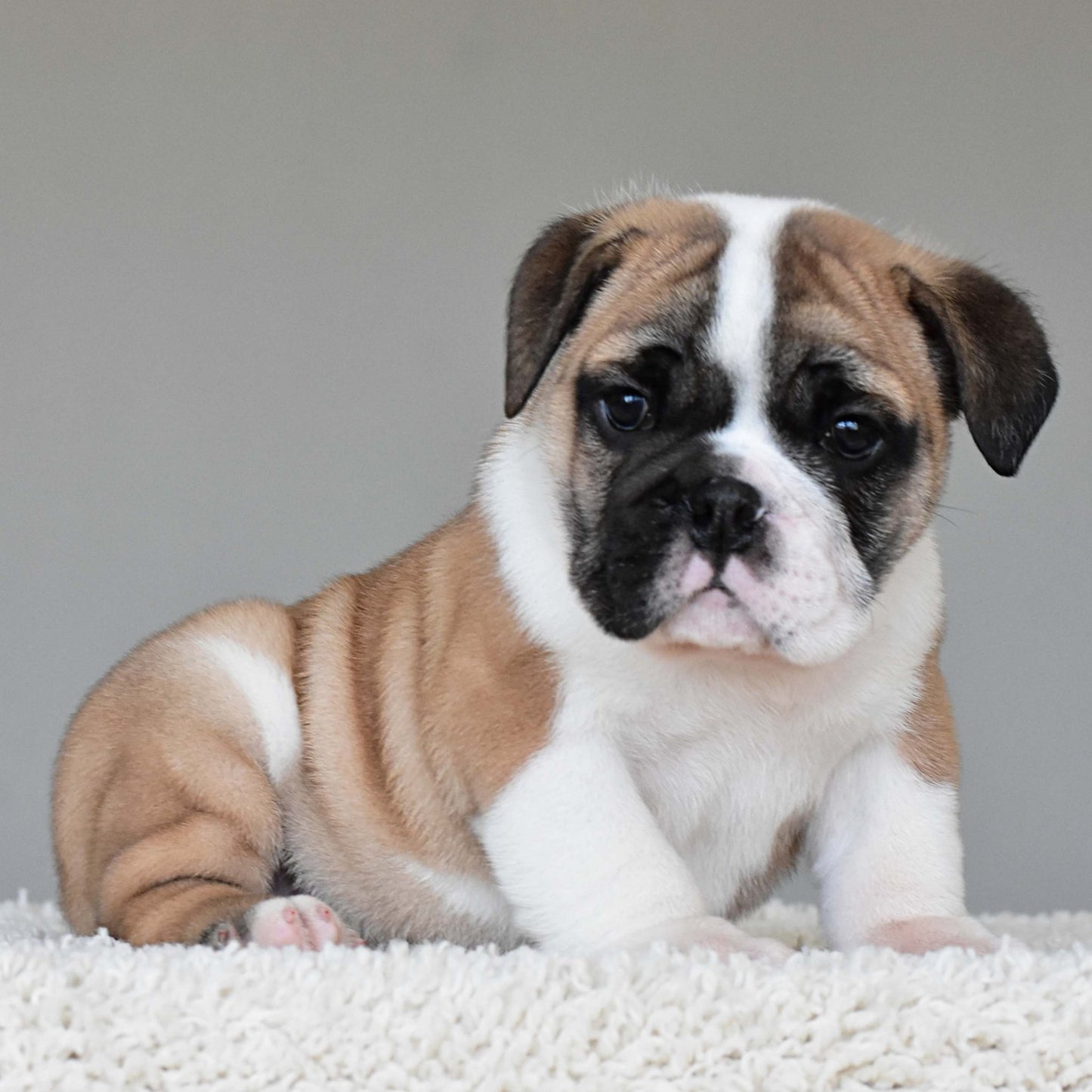 LENNOX (Boy) - WB English Bulldogs