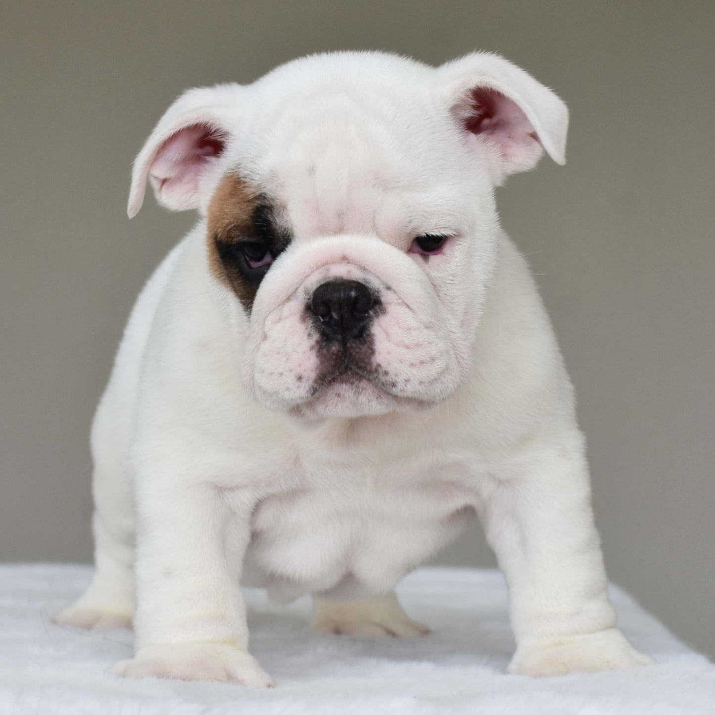 MARSHMALLOW (BOY) - WB English Bulldogs