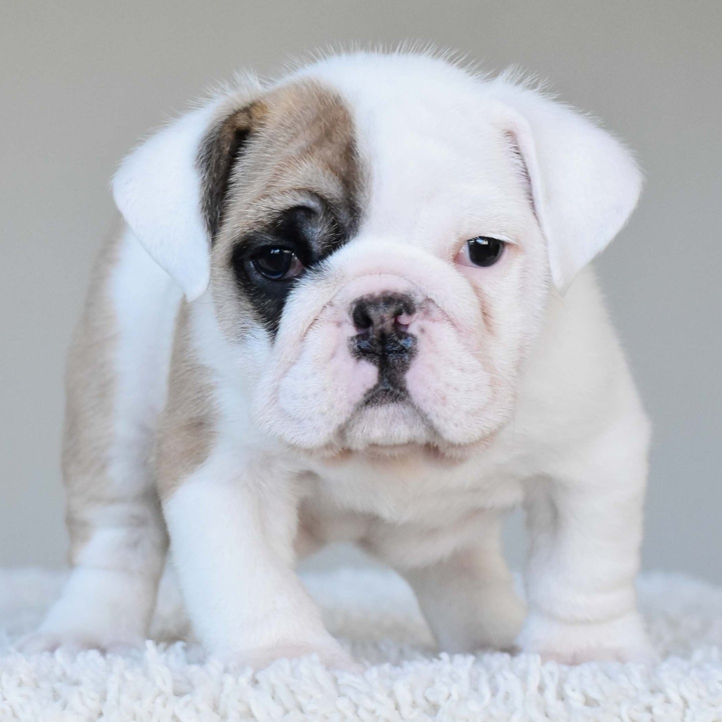 NALA (Girl) - WB English Bulldogs