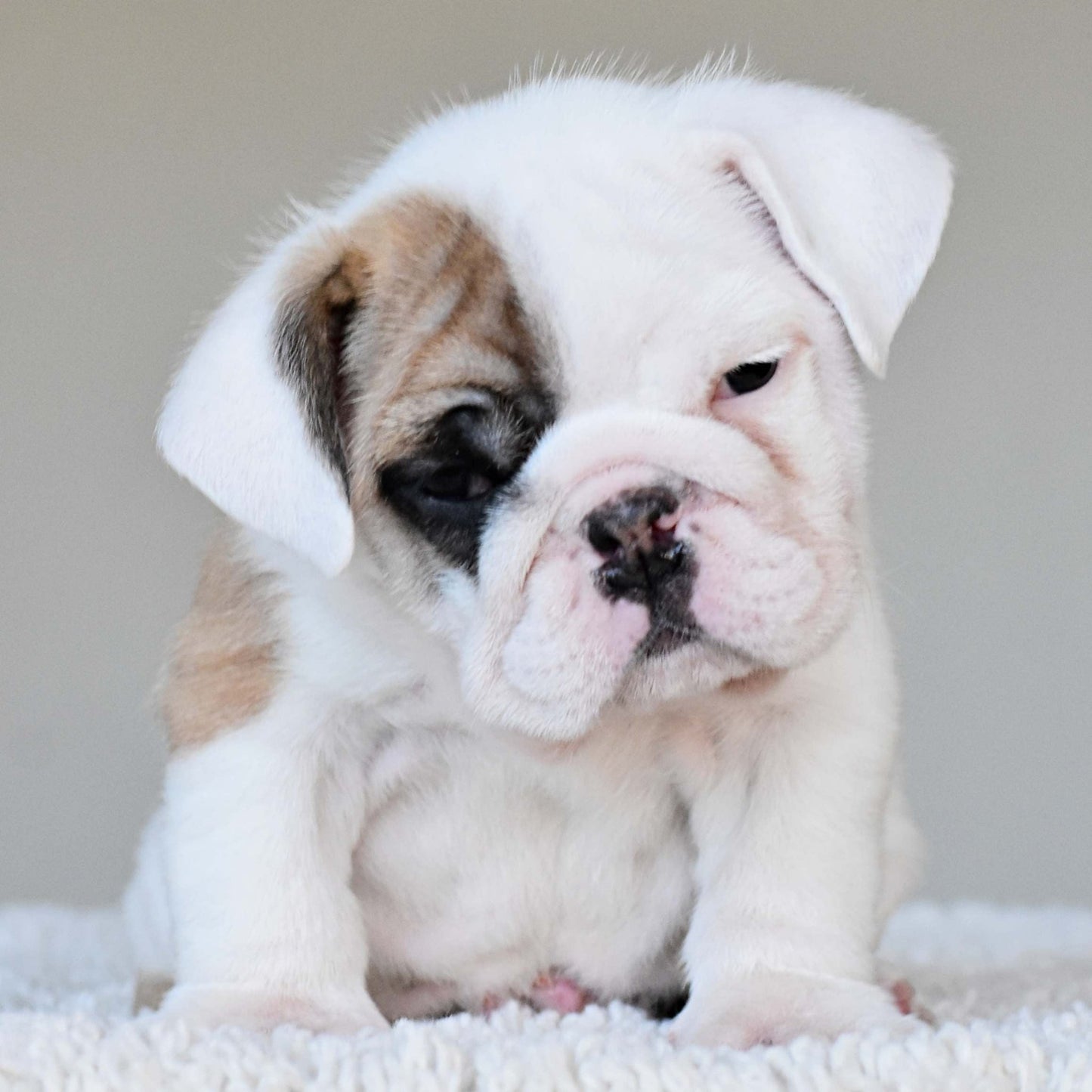 NALA (Girl) - WB English Bulldogs