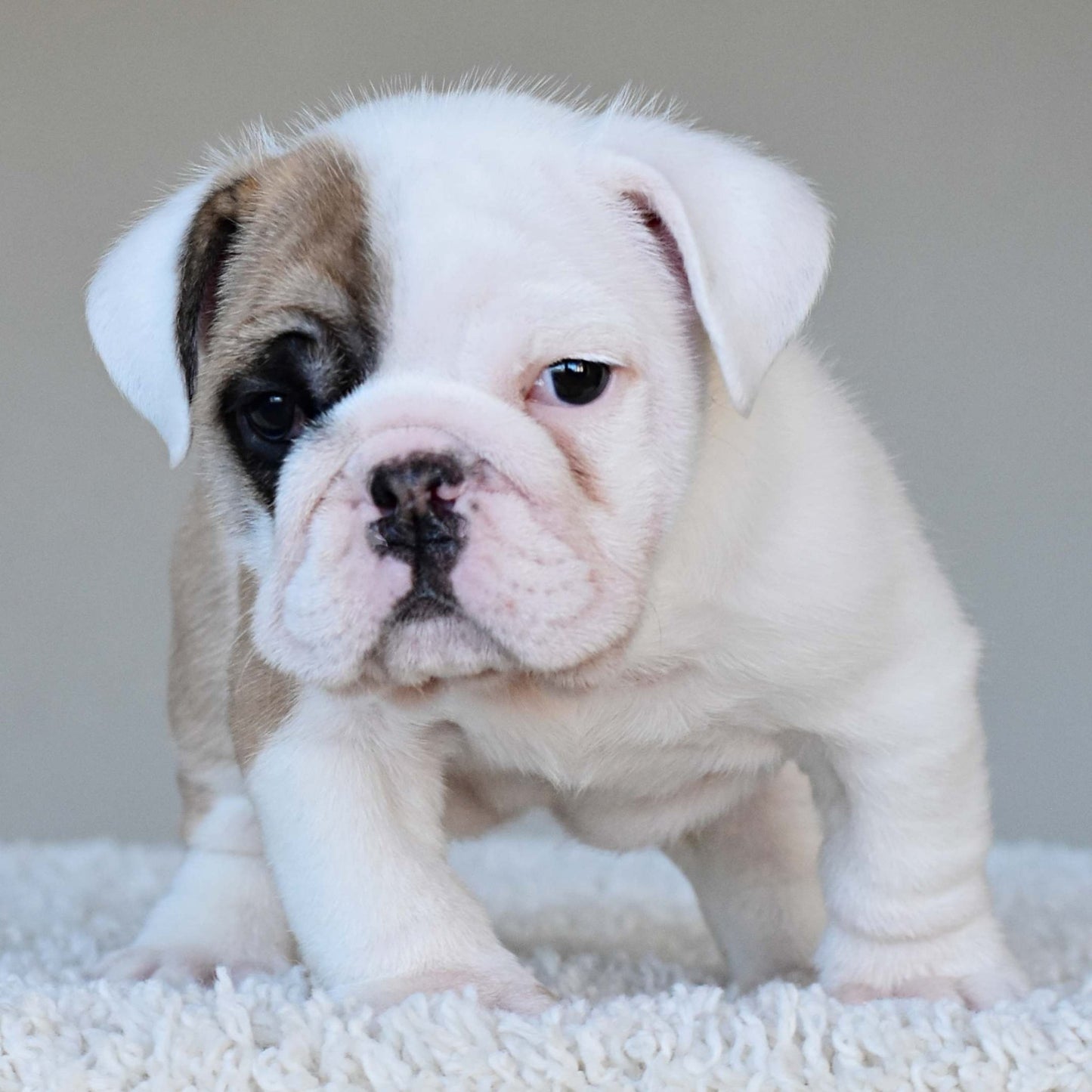 NALA (Girl) - WB English Bulldogs