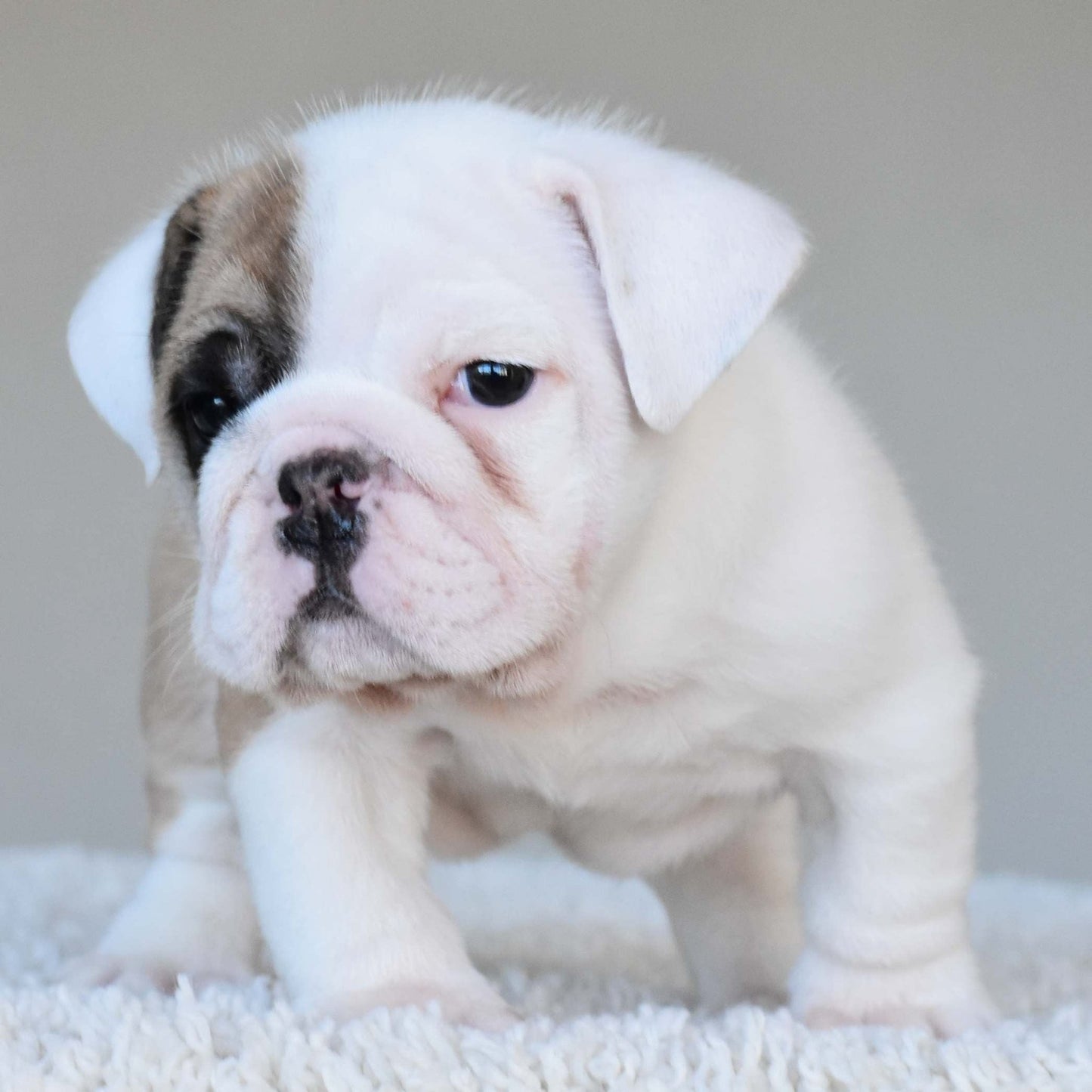 NALA (Girl) - WB English Bulldogs