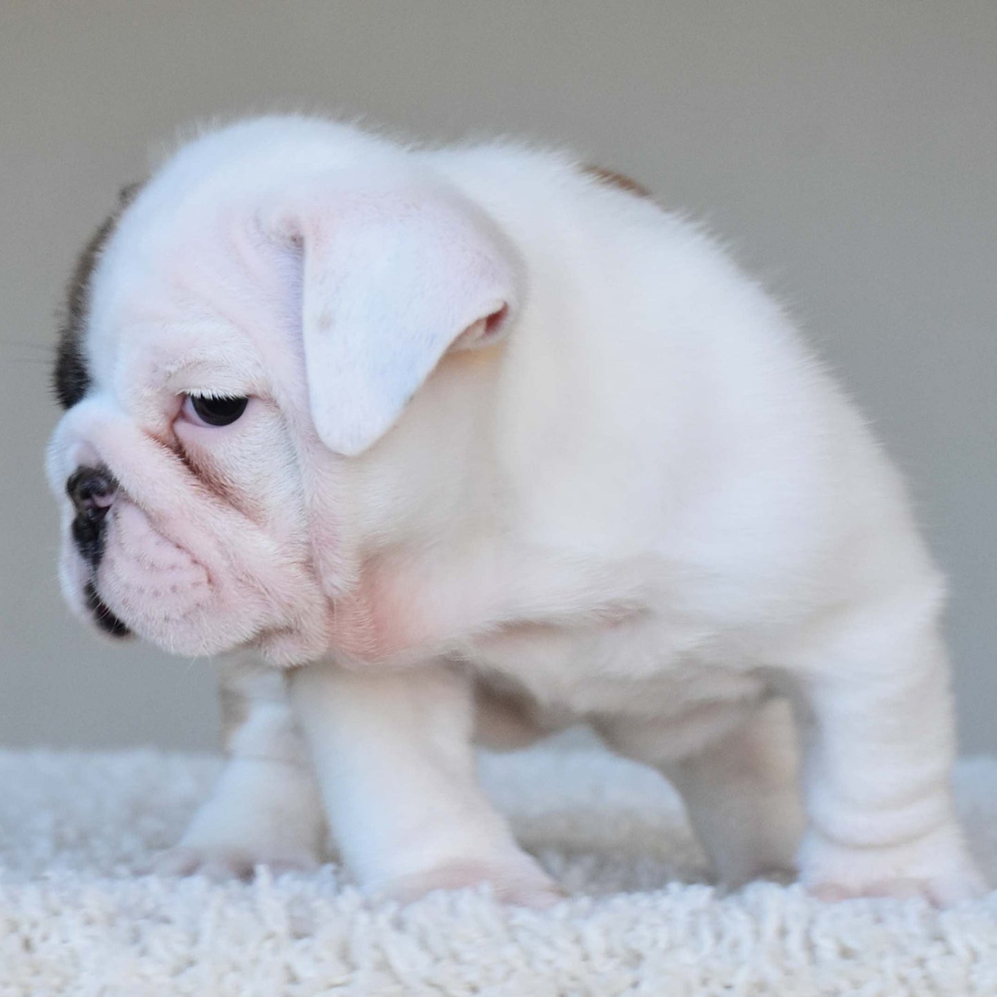 NALA (Girl) - WB English Bulldogs