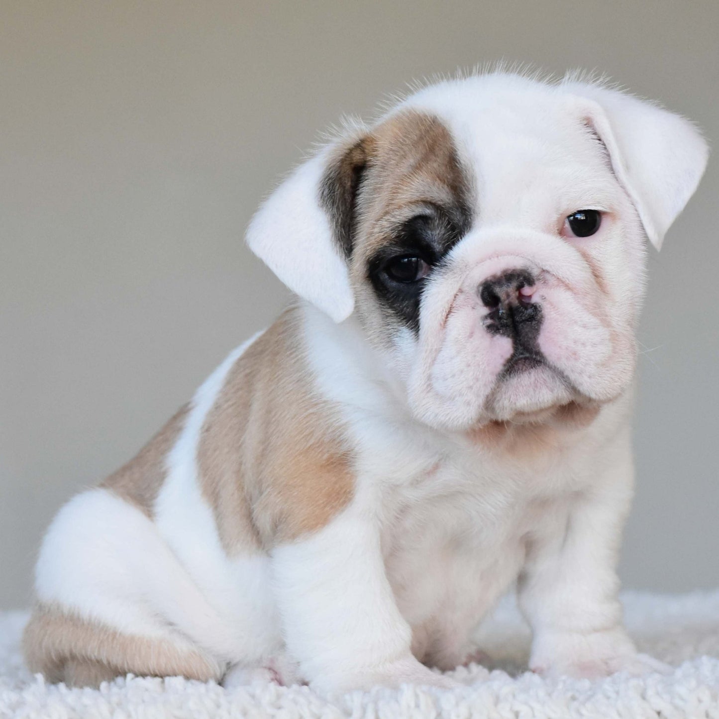 NALA (Girl) - WB English Bulldogs