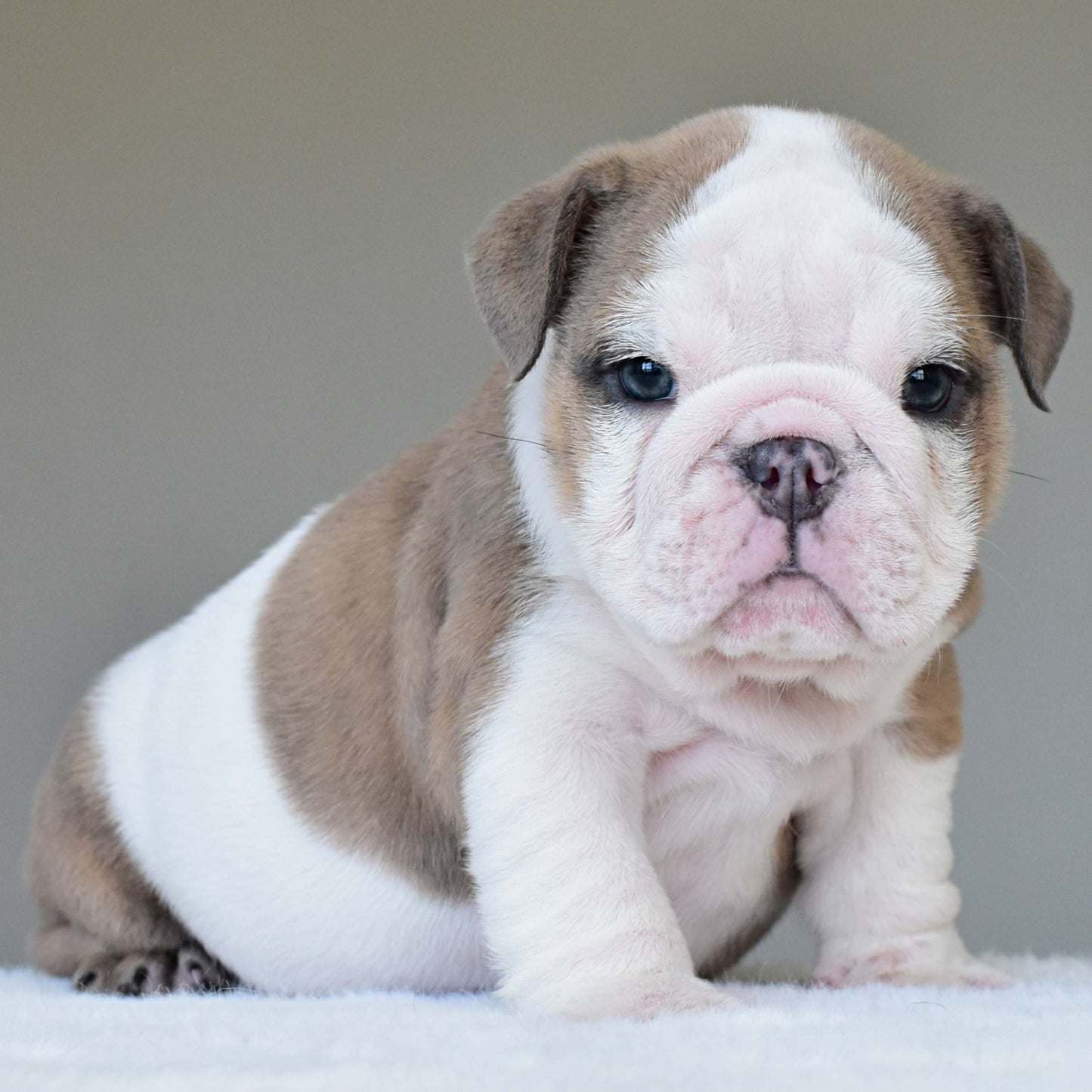 OAKLEY (BOY) - WB English Bulldogs