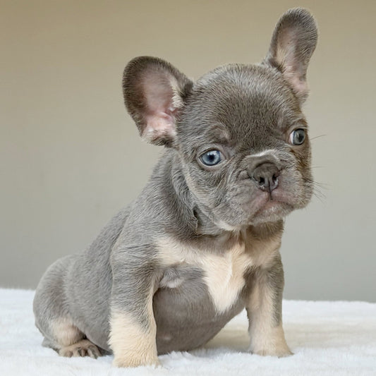 OLLIE (BOY ) French Bulldog - WB English Bulldogs