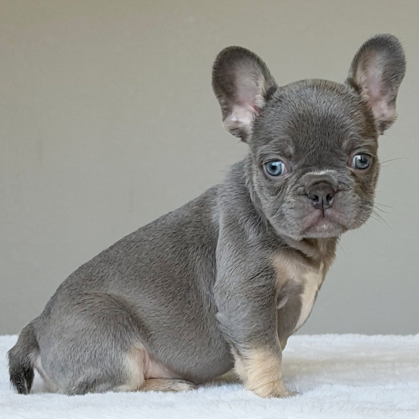 OLLIE (BOY ) French Bulldog - WB English Bulldogs