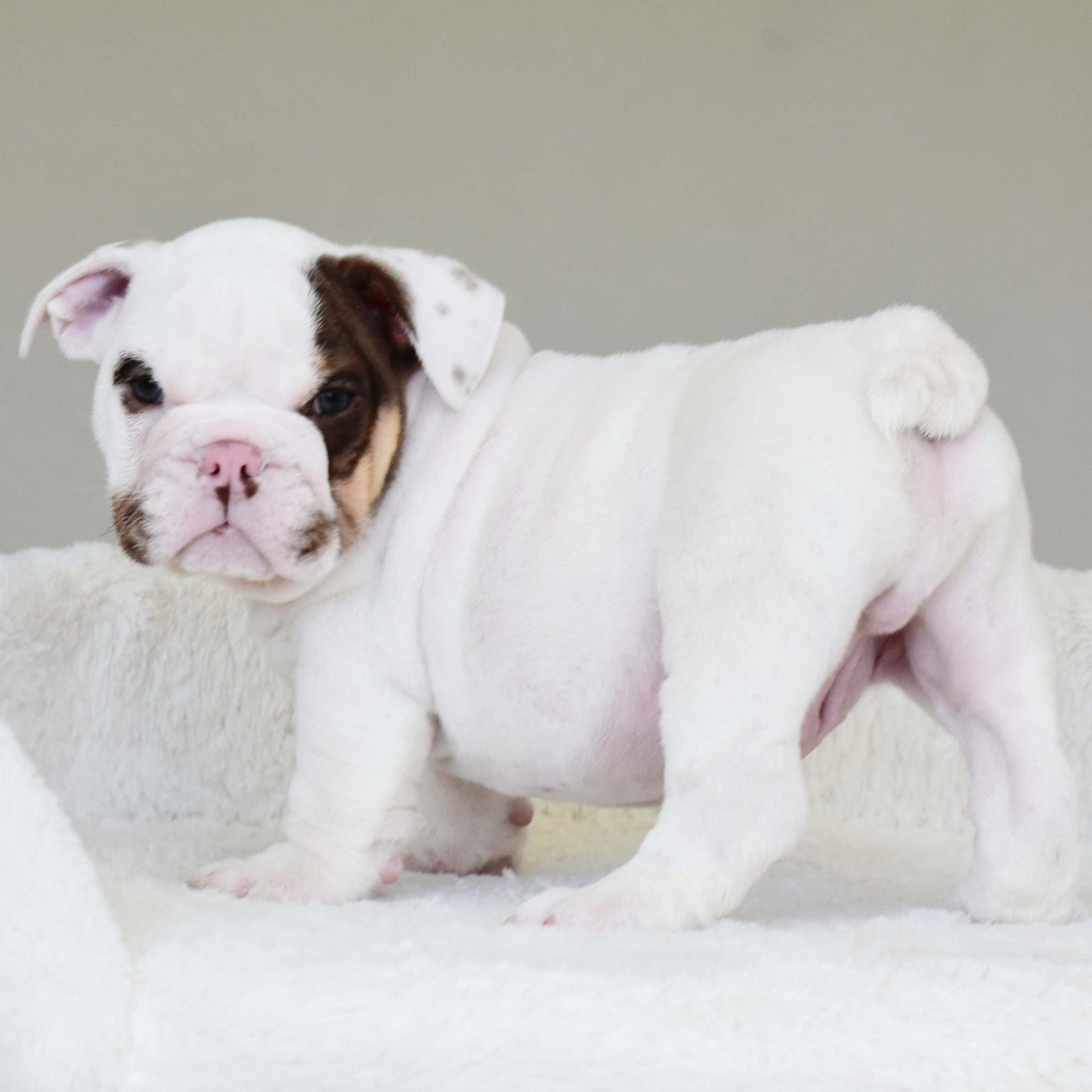 ROMEO (BOY) - WB English Bulldogs