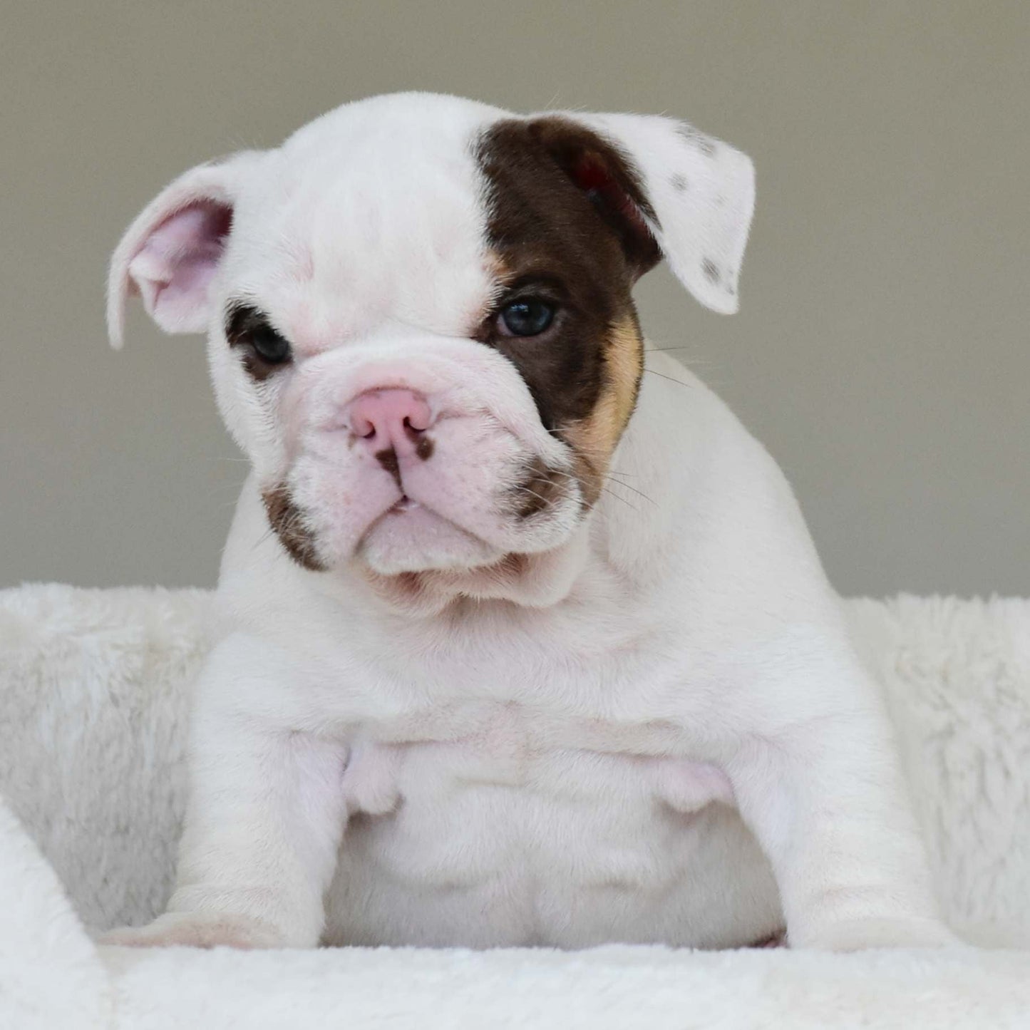 ROMEO (BOY) - WB English Bulldogs