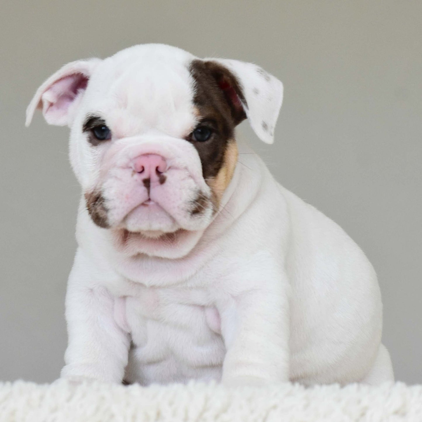 ROMEO (BOY) - WB English Bulldogs