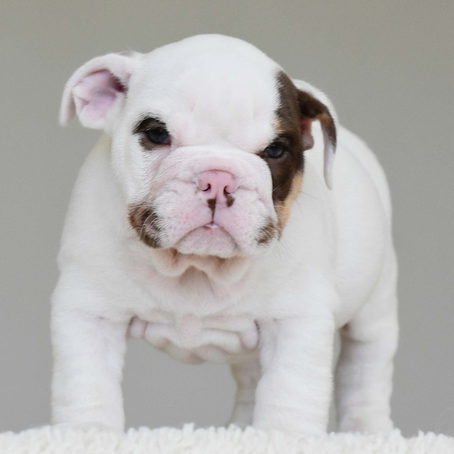 ROMEO (BOY) - WB English Bulldogs
