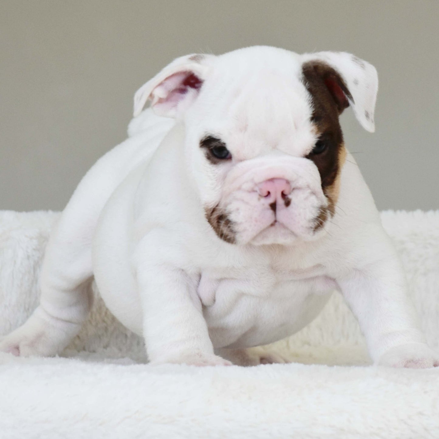 ROMEO (BOY) - WB English Bulldogs