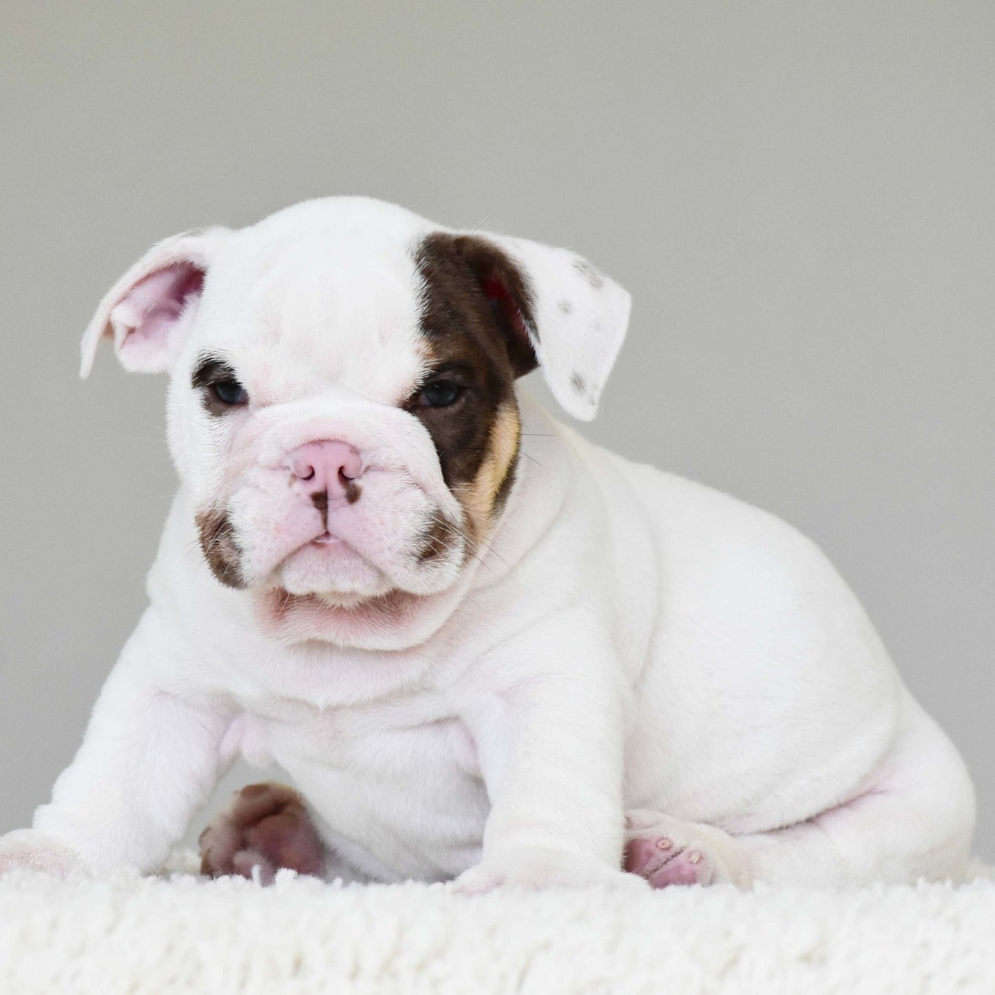 ROMEO (BOY) - WB English Bulldogs