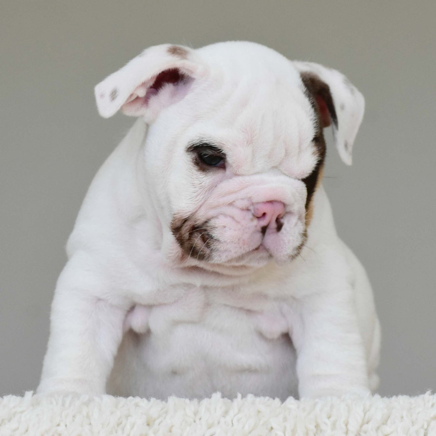 ROMEO (BOY) - WB English Bulldogs