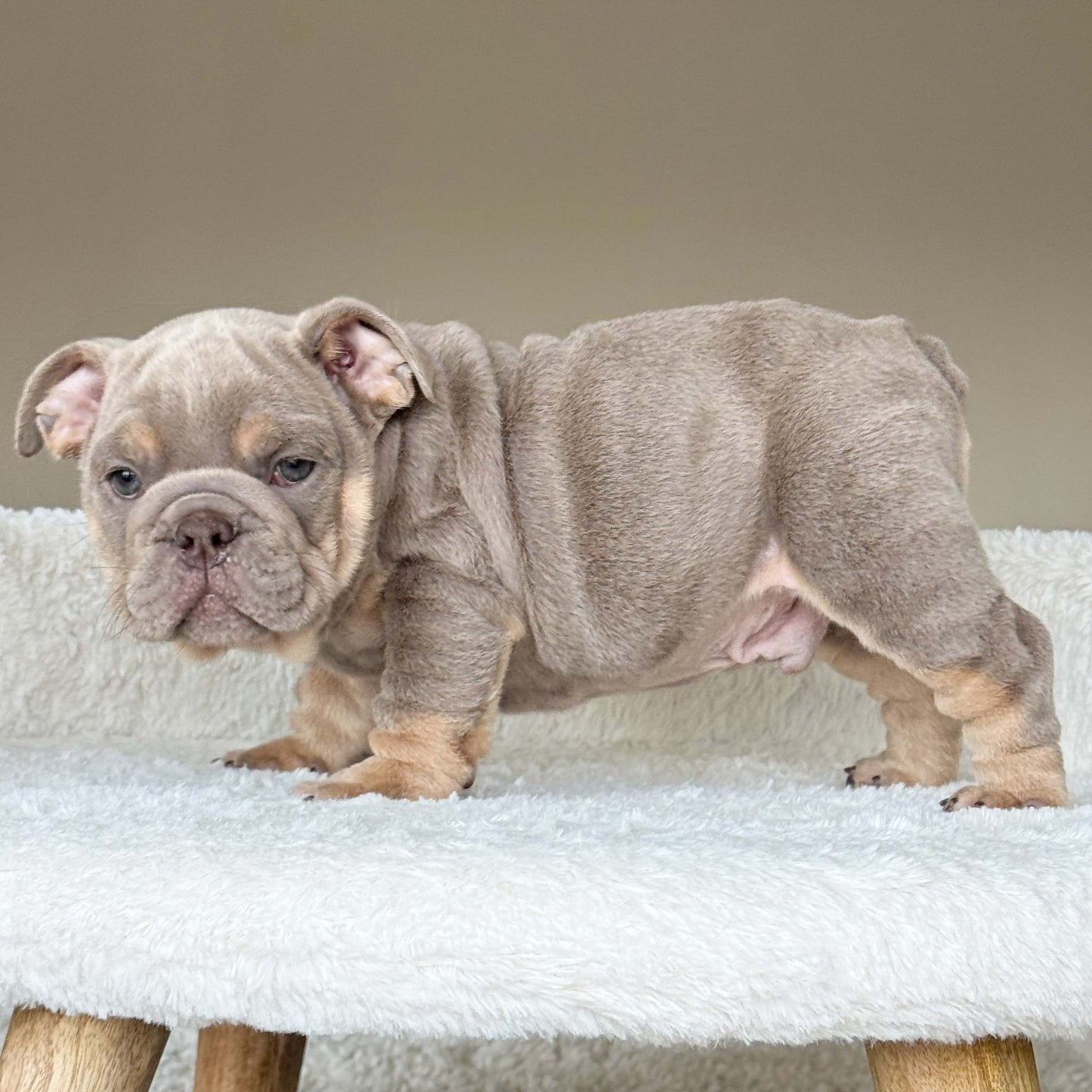 SABLE (Boy) - WB English Bulldogs