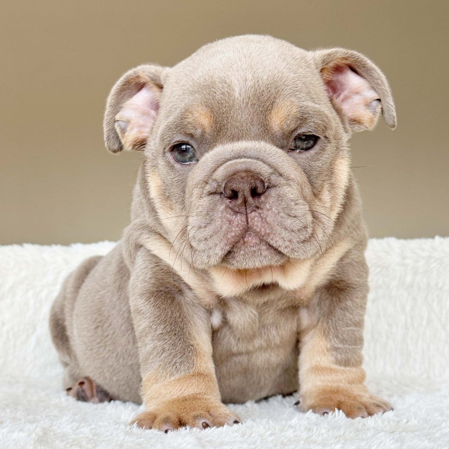 SABLE (Boy) - WB English Bulldogs