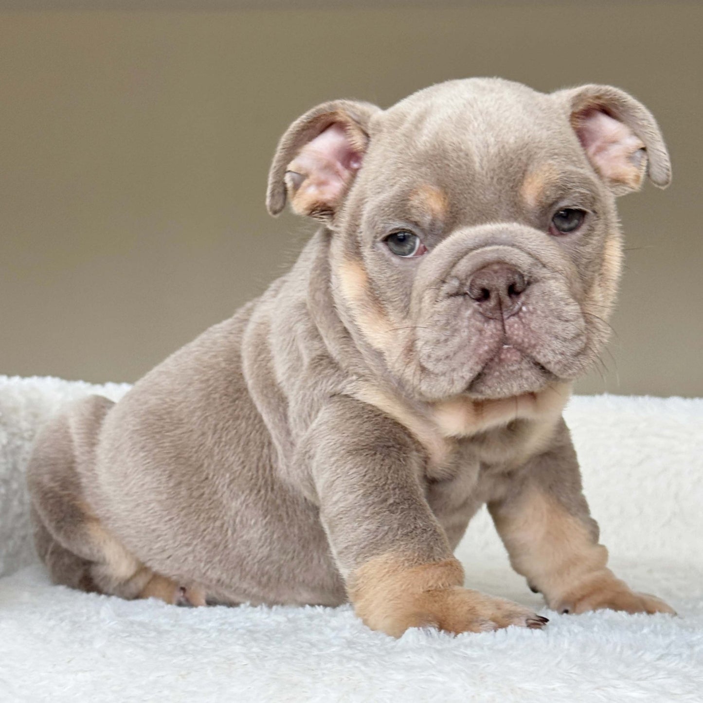 SABLE (Boy) - WB English Bulldogs