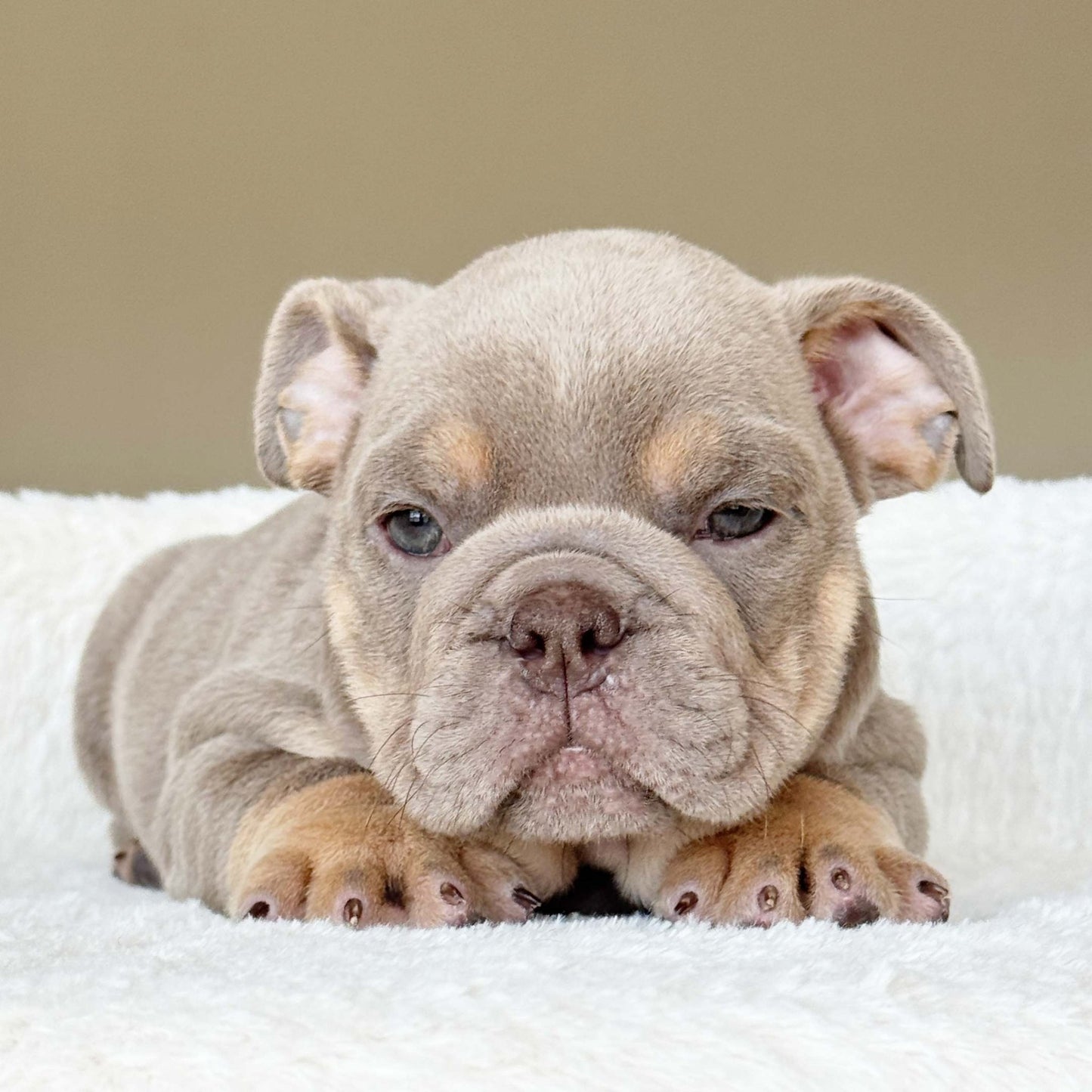 SABLE (Boy) - WB English Bulldogs
