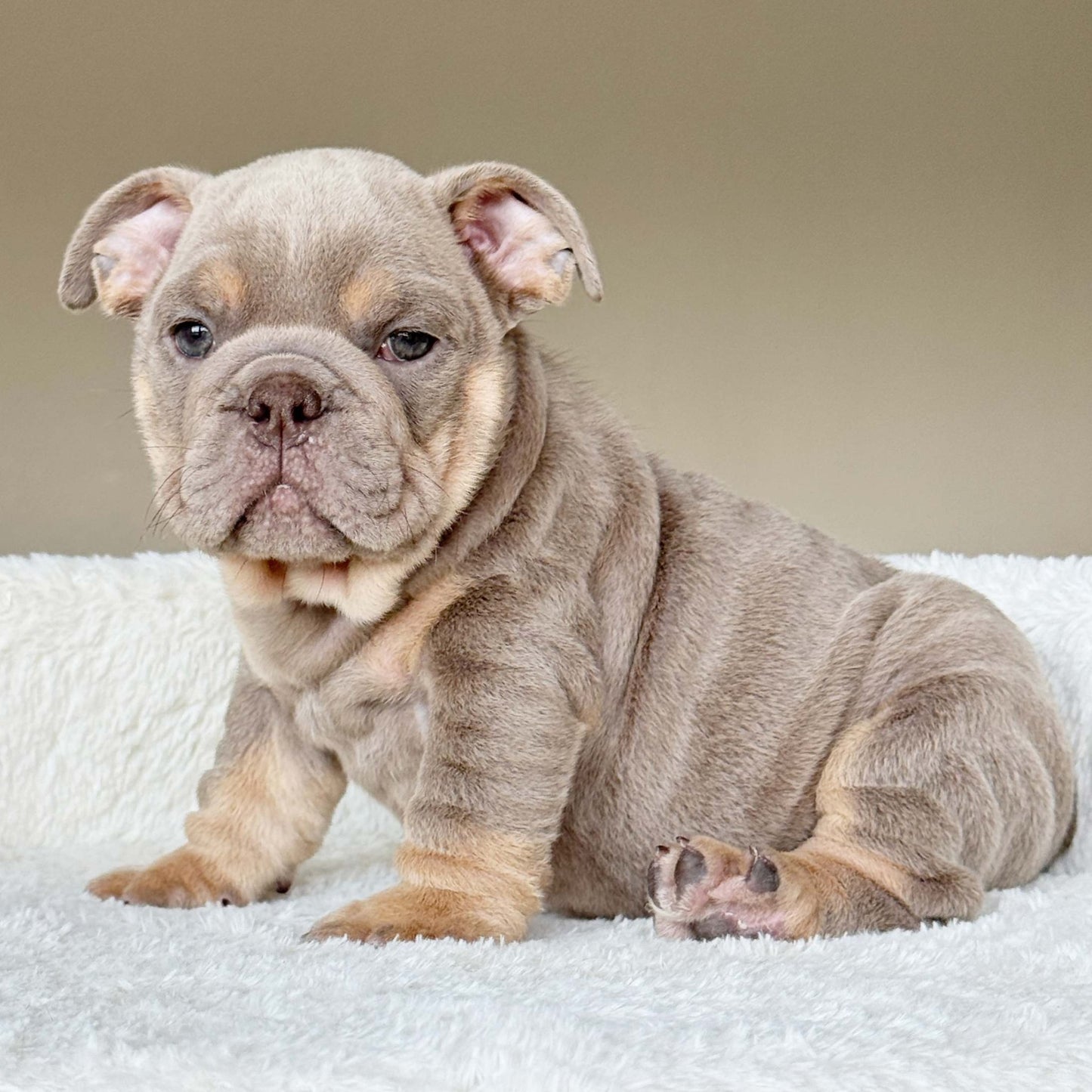 SABLE (Boy) - WB English Bulldogs