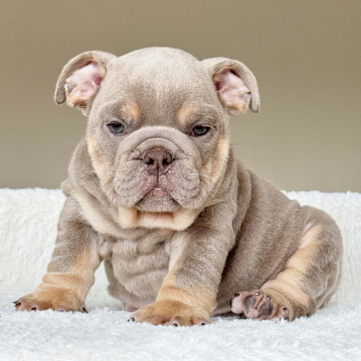 SABLE (Boy) - WB English Bulldogs