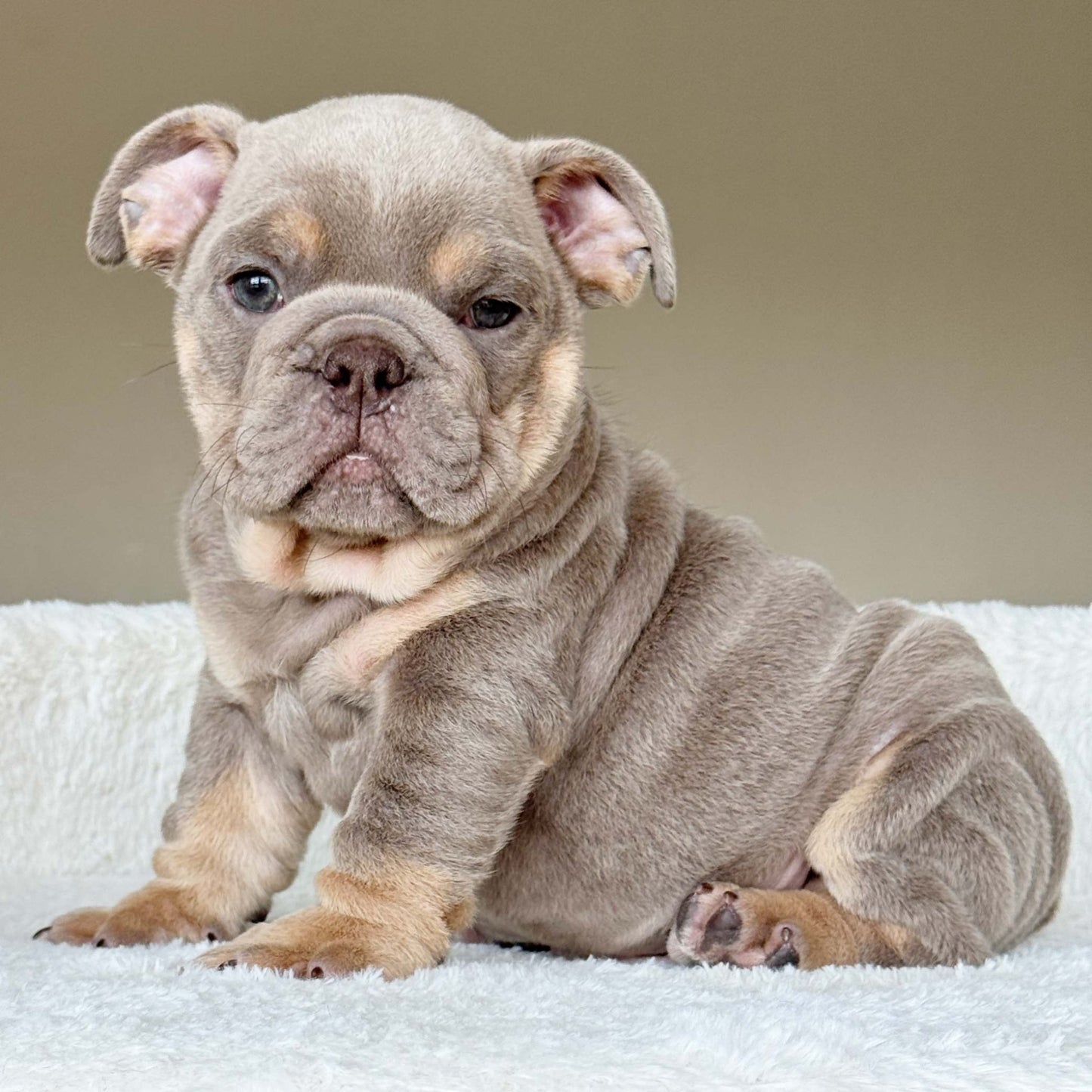 SABLE (Boy) - WB English Bulldogs