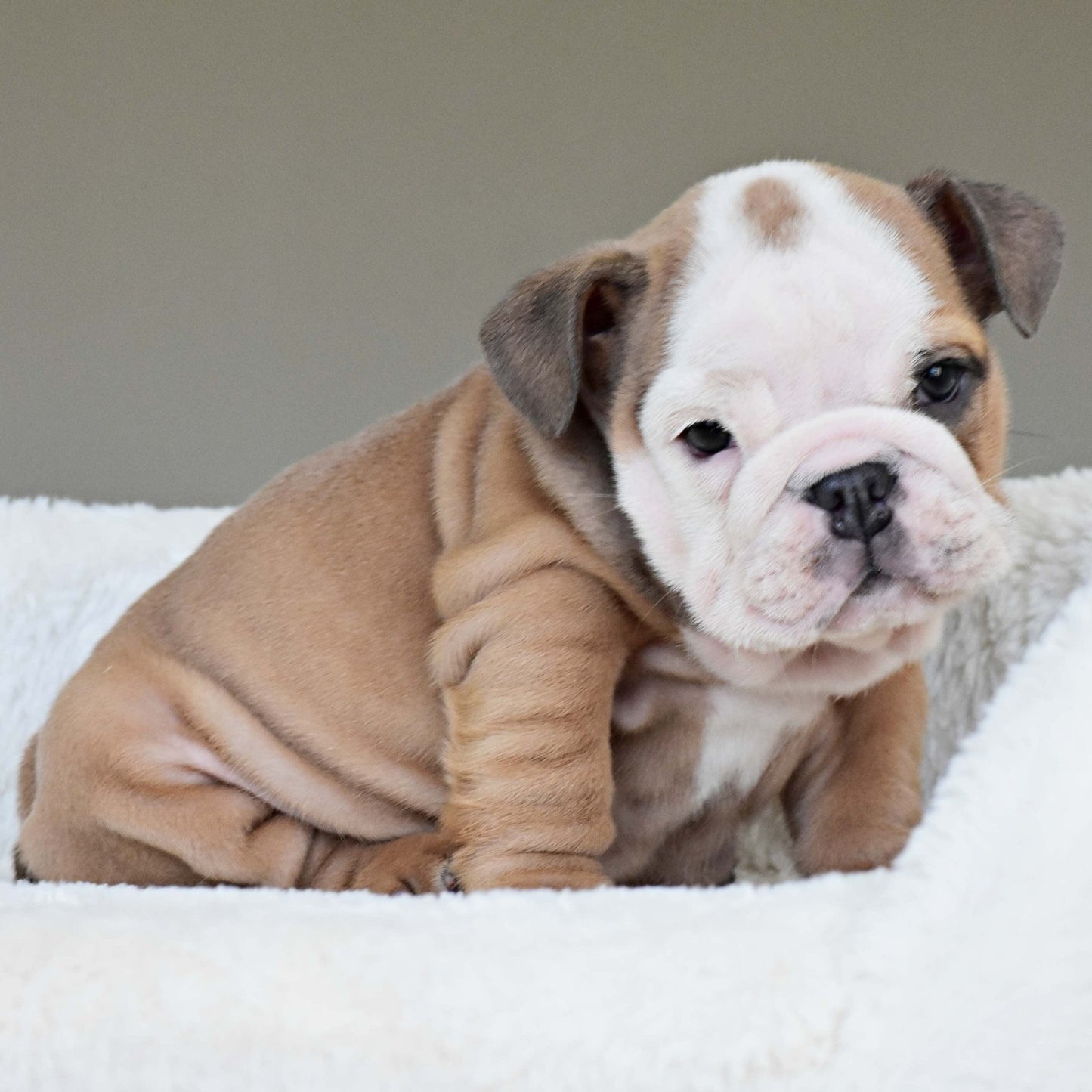 SAFRONN (Girl) - WB English Bulldogs