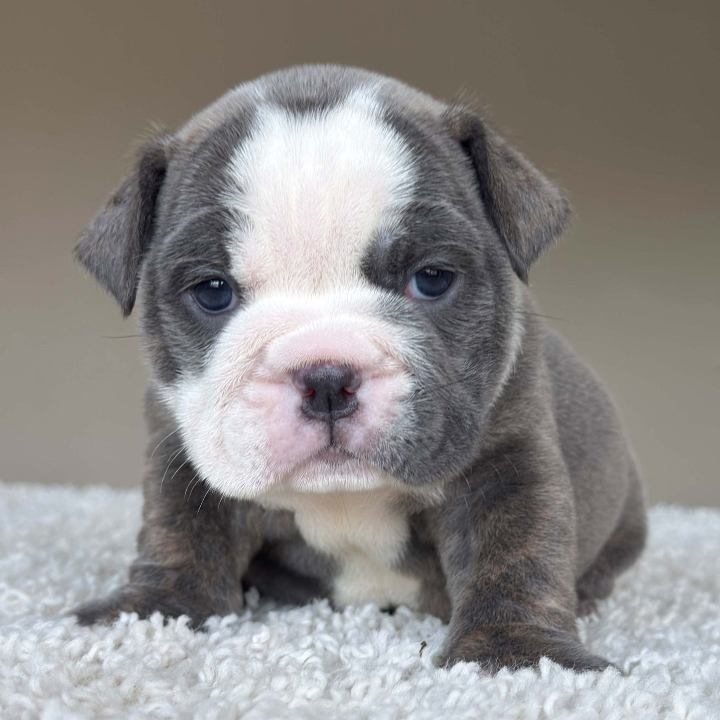 SKY (Girl) - WB English Bulldogs