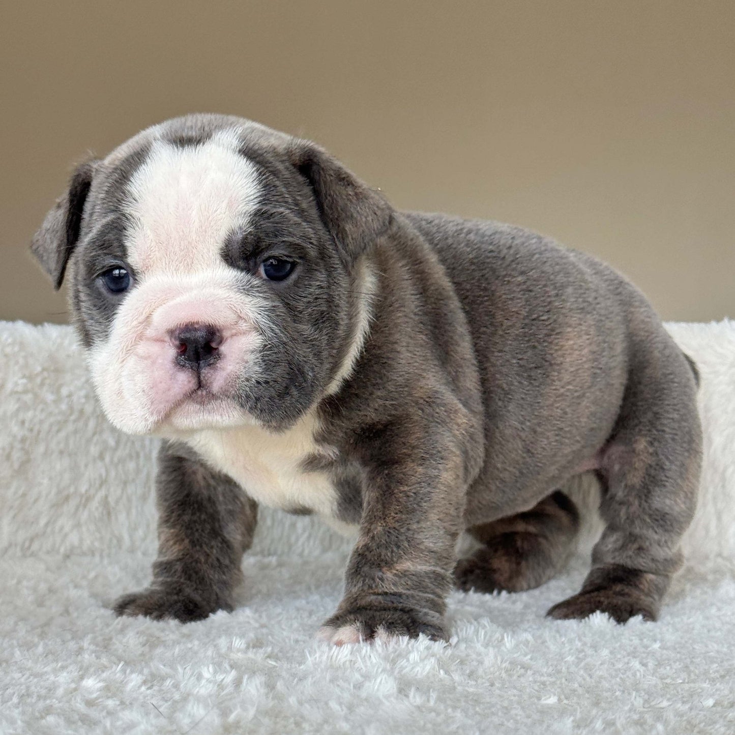 SKY (Girl) - WB English Bulldogs