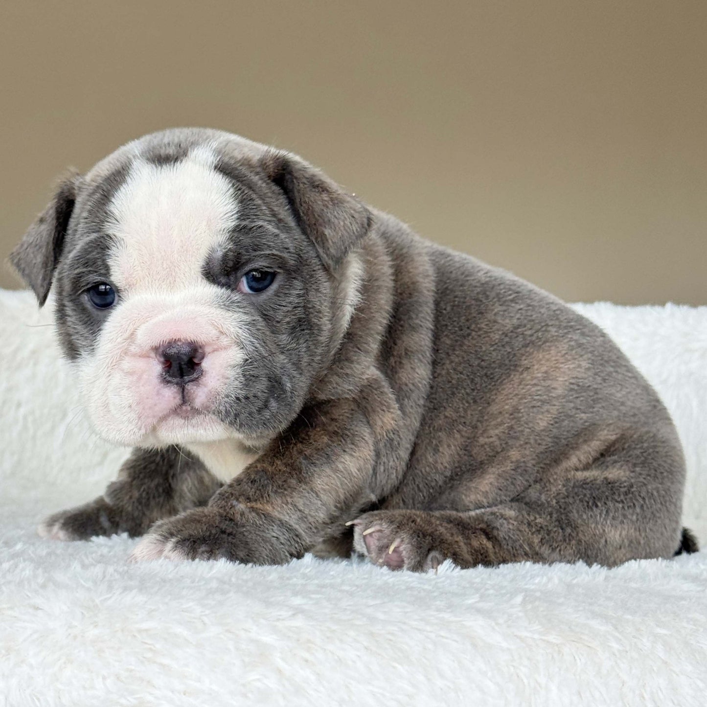 SKY (Girl) - WB English Bulldogs