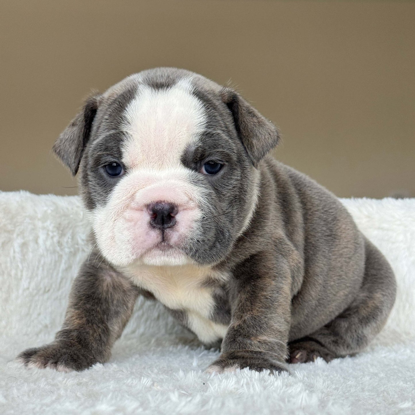 SKY (Girl) - WB English Bulldogs
