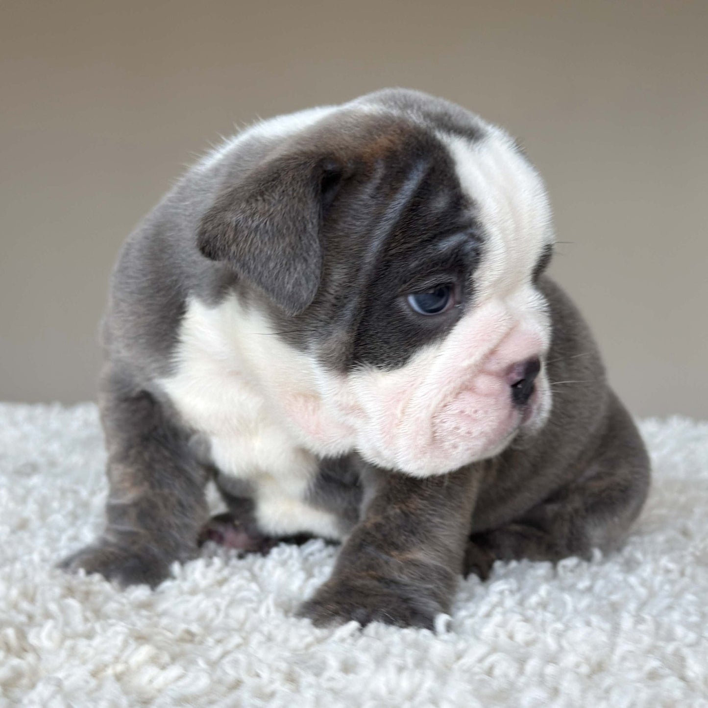 SKY (Girl) - WB English Bulldogs
