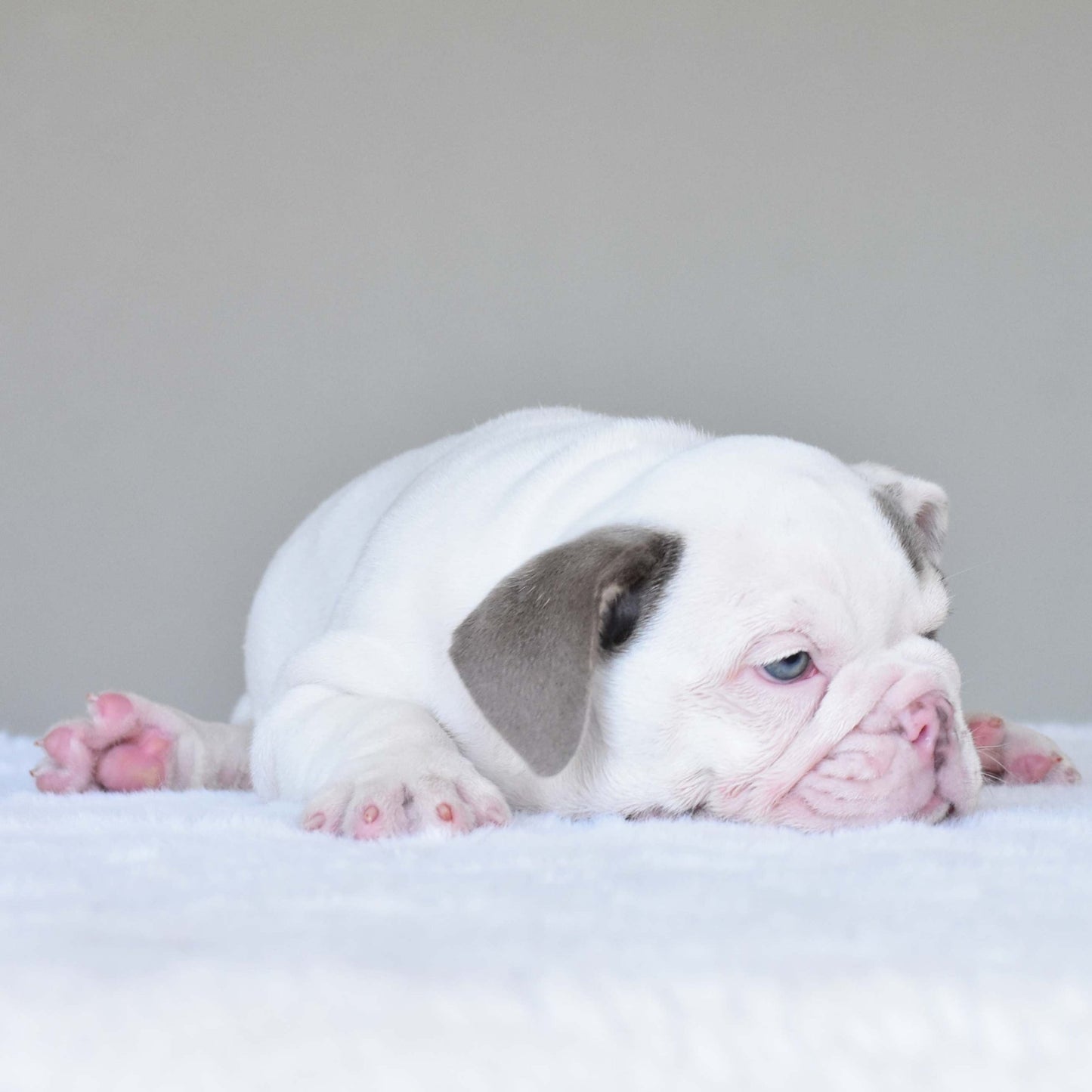 ZARA (Girl) - WB English Bulldogs
