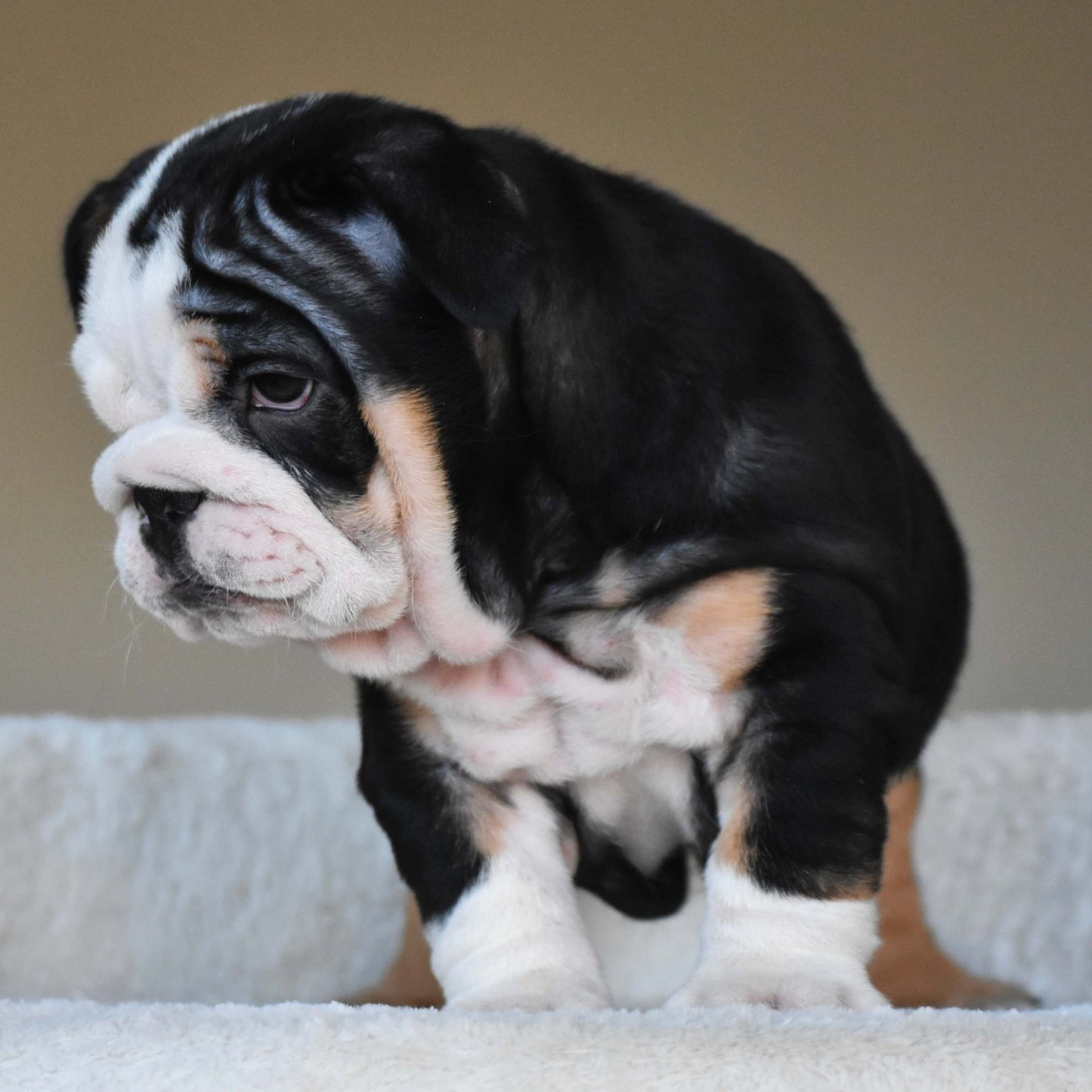 ZARA (Girl) - WB English Bulldogs