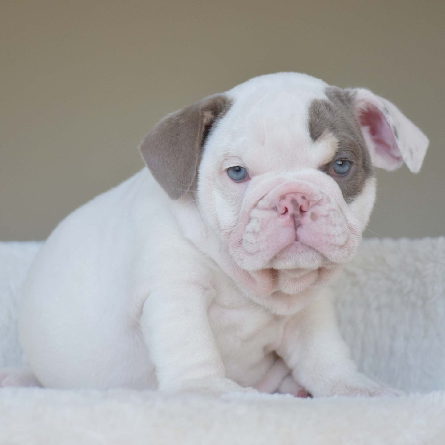 ZARA (Girl) - WB English Bulldogs