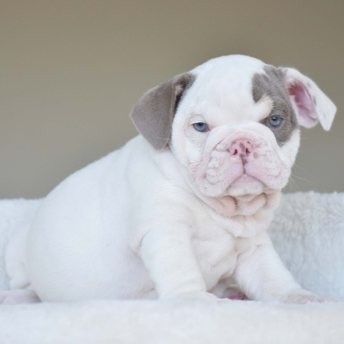 ZARA (Girl) - WB English Bulldogs