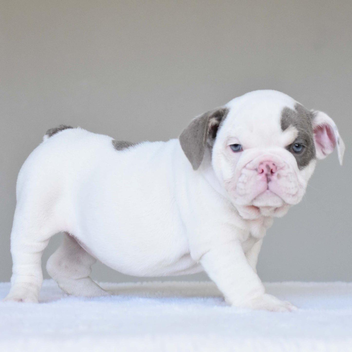 ZARA (Girl) - WB English Bulldogs