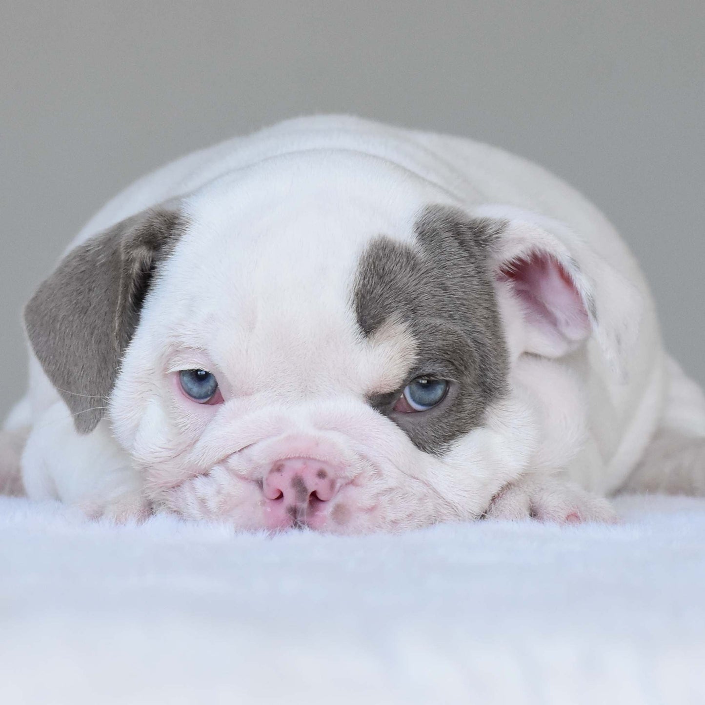 ZARA (Girl) - WB English Bulldogs