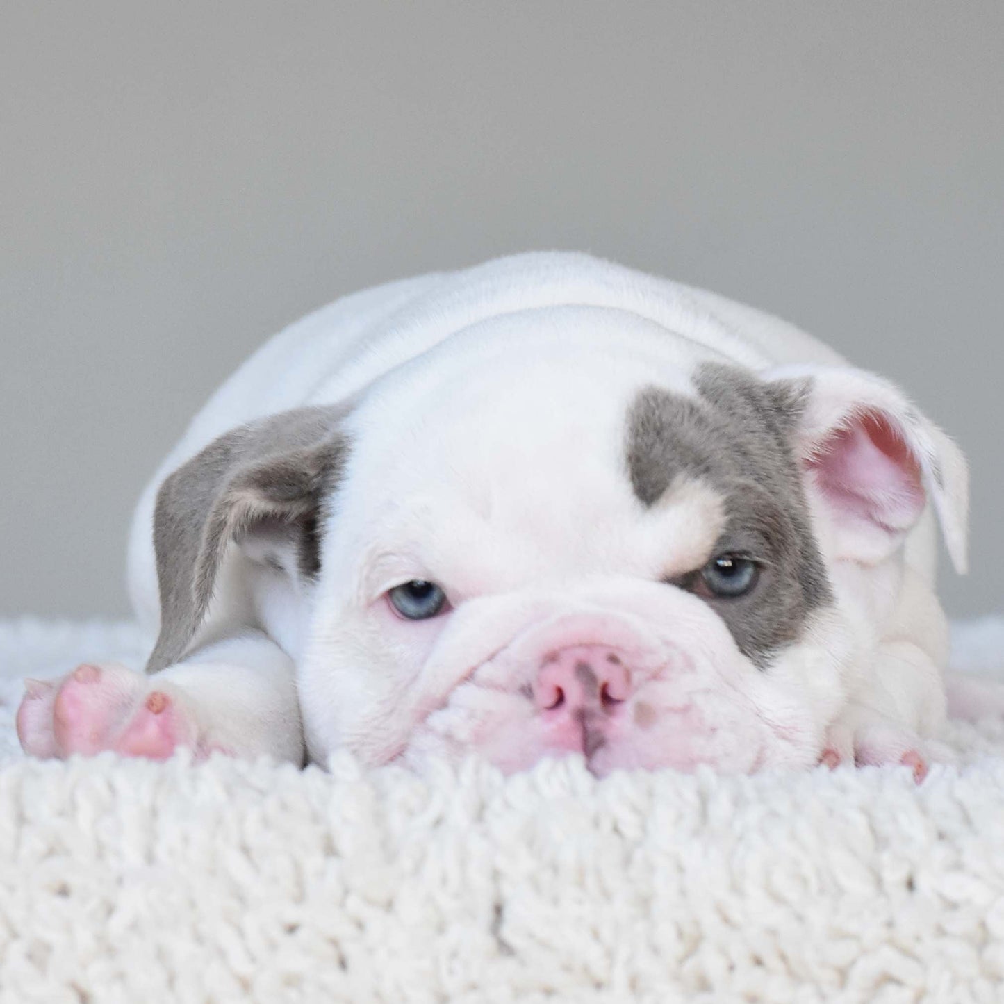 ZARA (Girl) - WB English Bulldogs