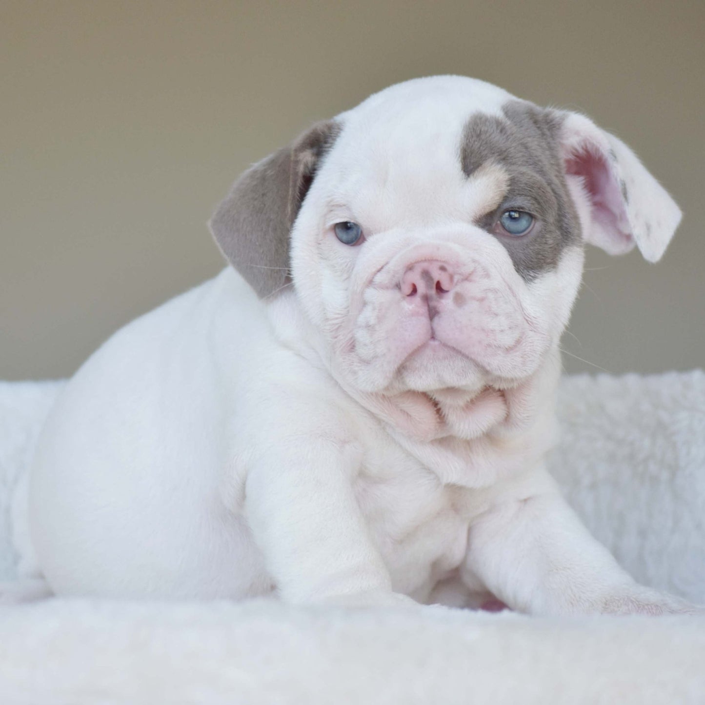 ZARA (Girl) - WB English Bulldogs